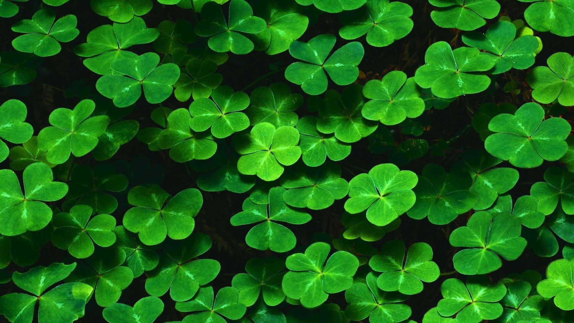 1920x1080 Shamrock Wallpaper Free HD Wallpaper