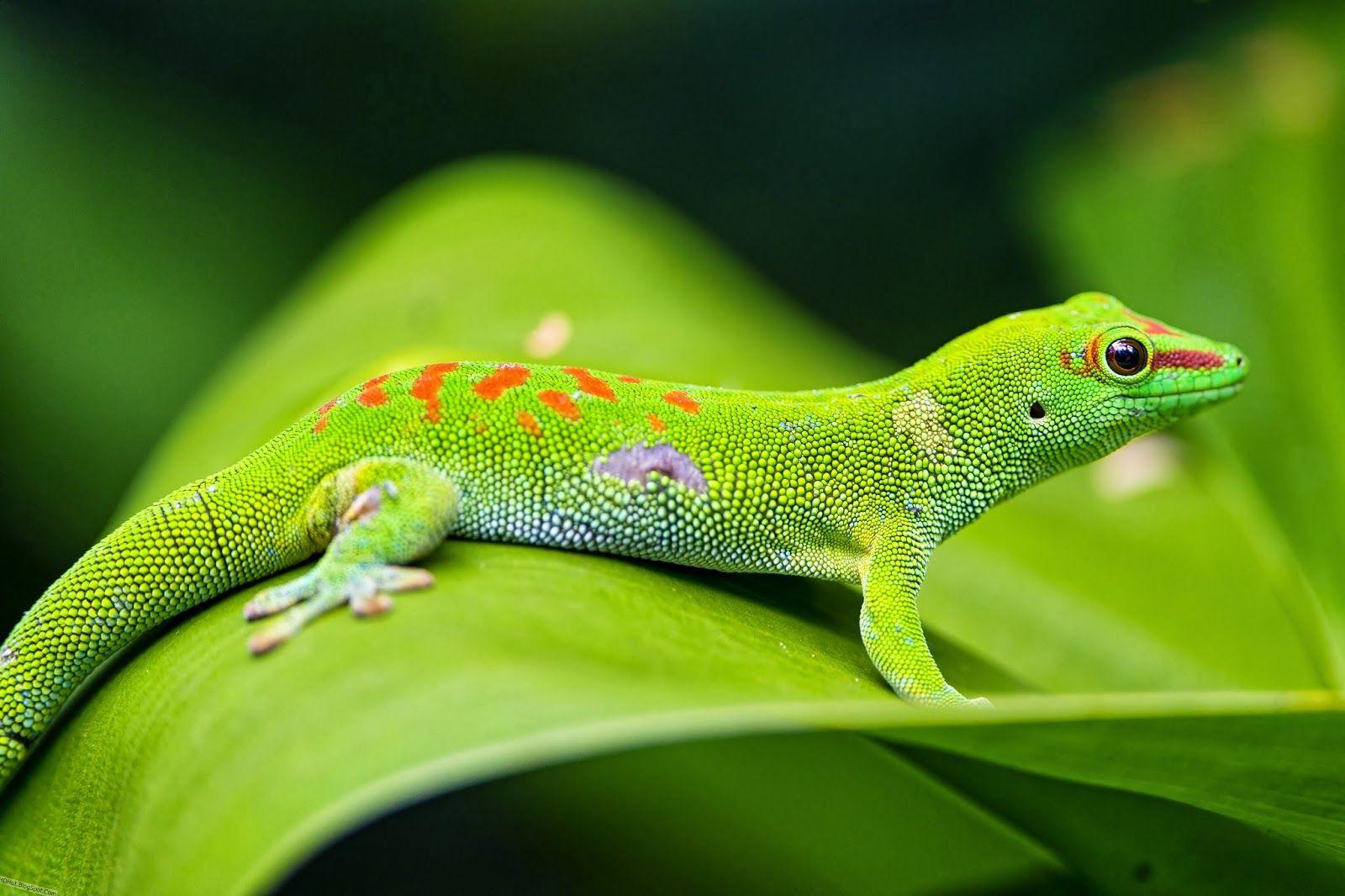 Lizards HD Wallpapers - Top Free Lizards HD Backgrounds - WallpaperAccess