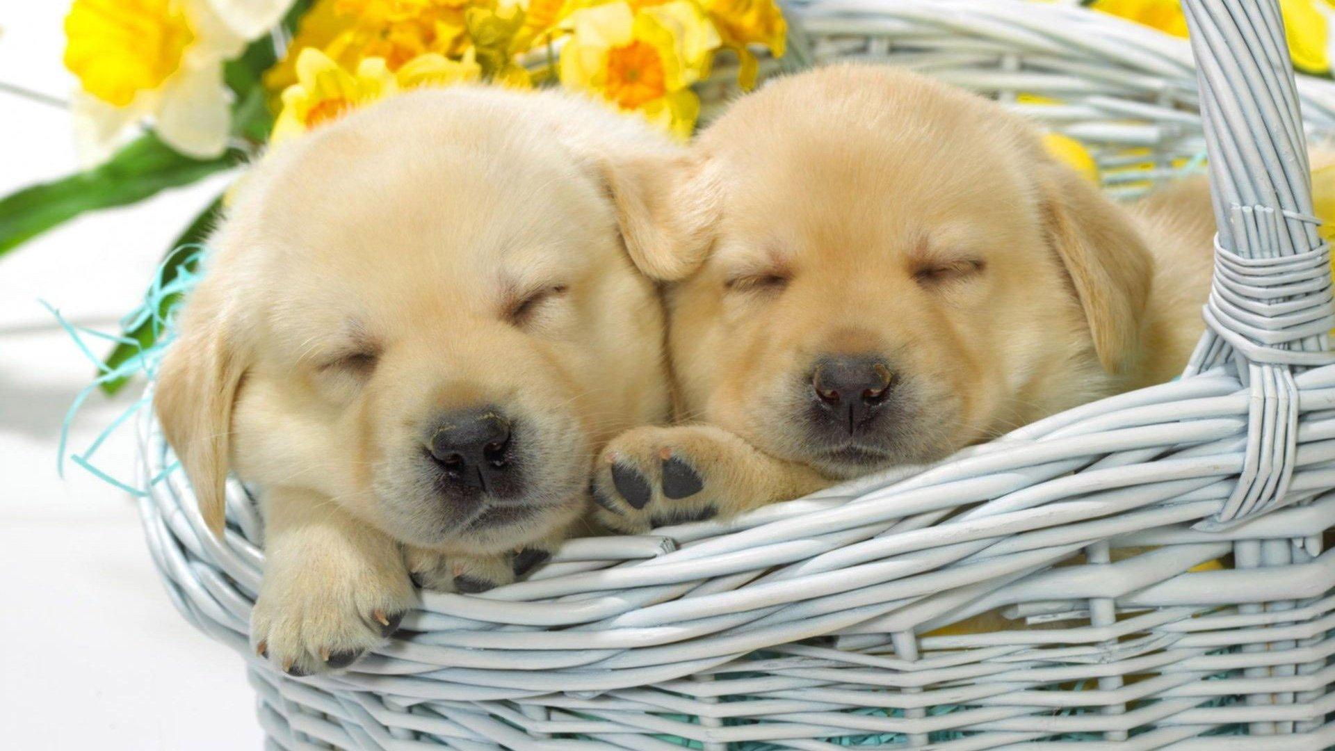 1920x1080 Golden Retriever Puppies in a Basket HD Wallpaper