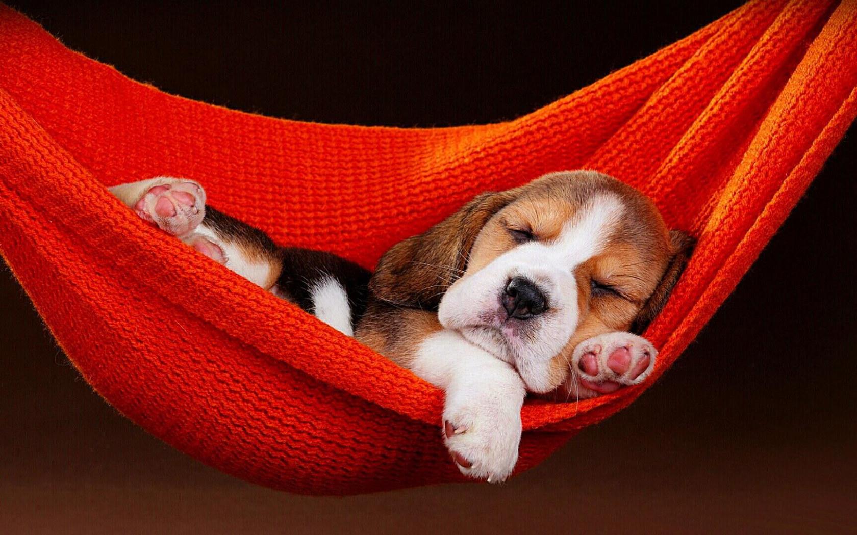 1680x1050 Dog wallpaper, puppy, sleeping, hammock, cute, doggie, doggy • Wallpaper For You HD Wallpaper For Desktop & Mobile