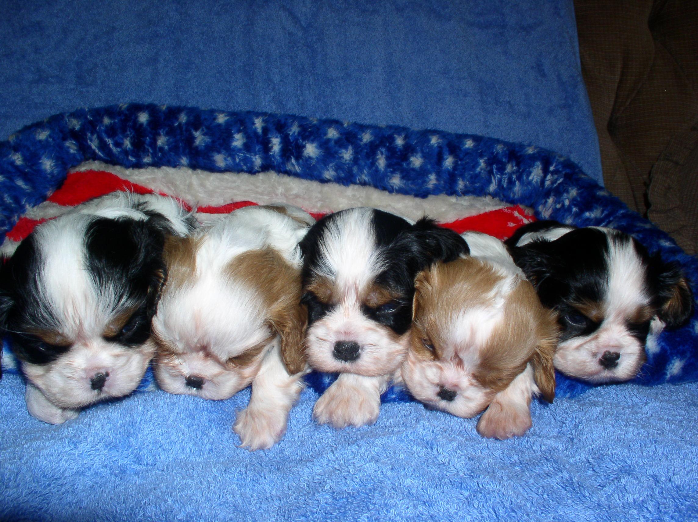 2288x1712 Cute Puppies Wallpaper Puppy's Sleeping