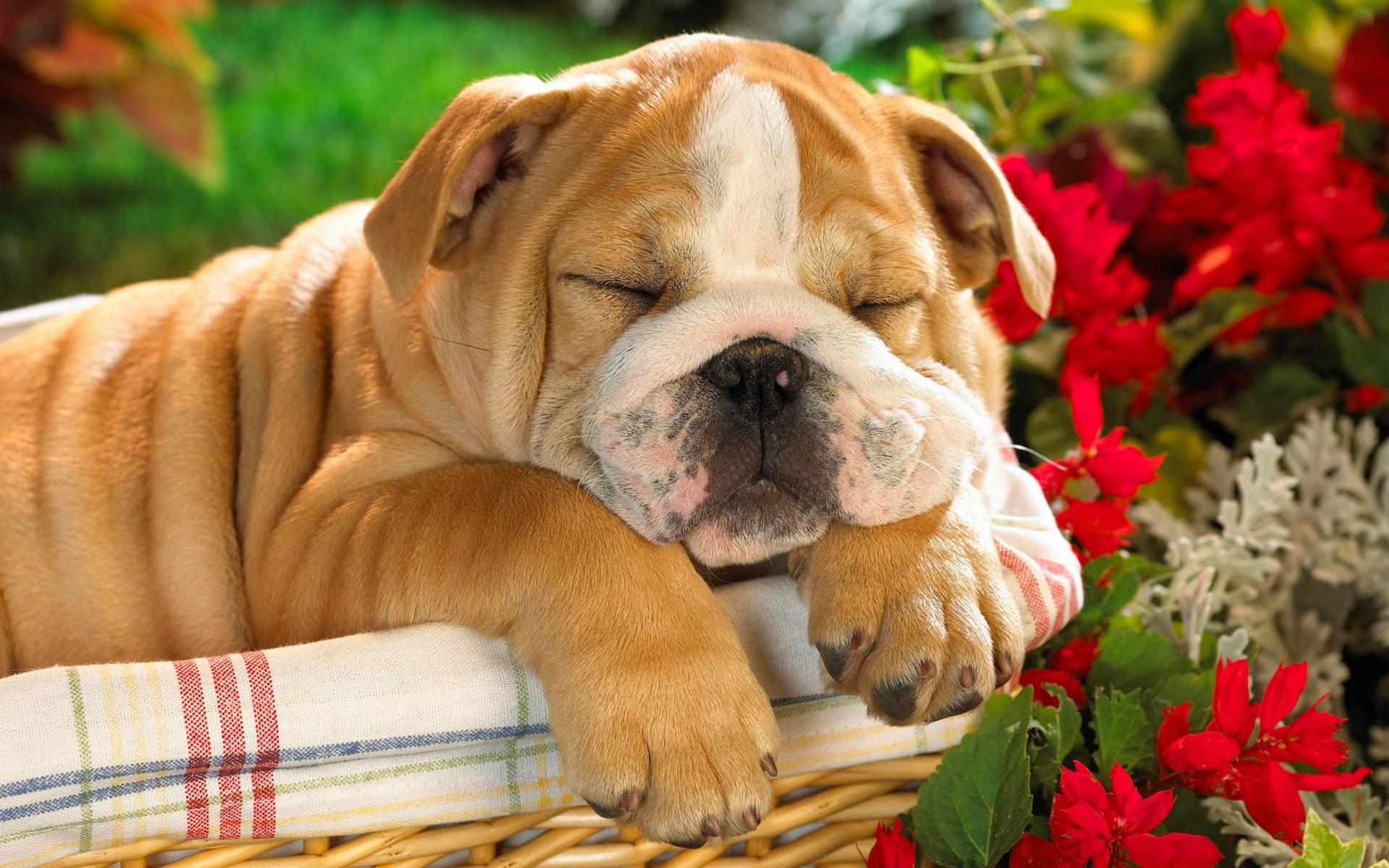 1920x1200 Cute Cats and Dogs