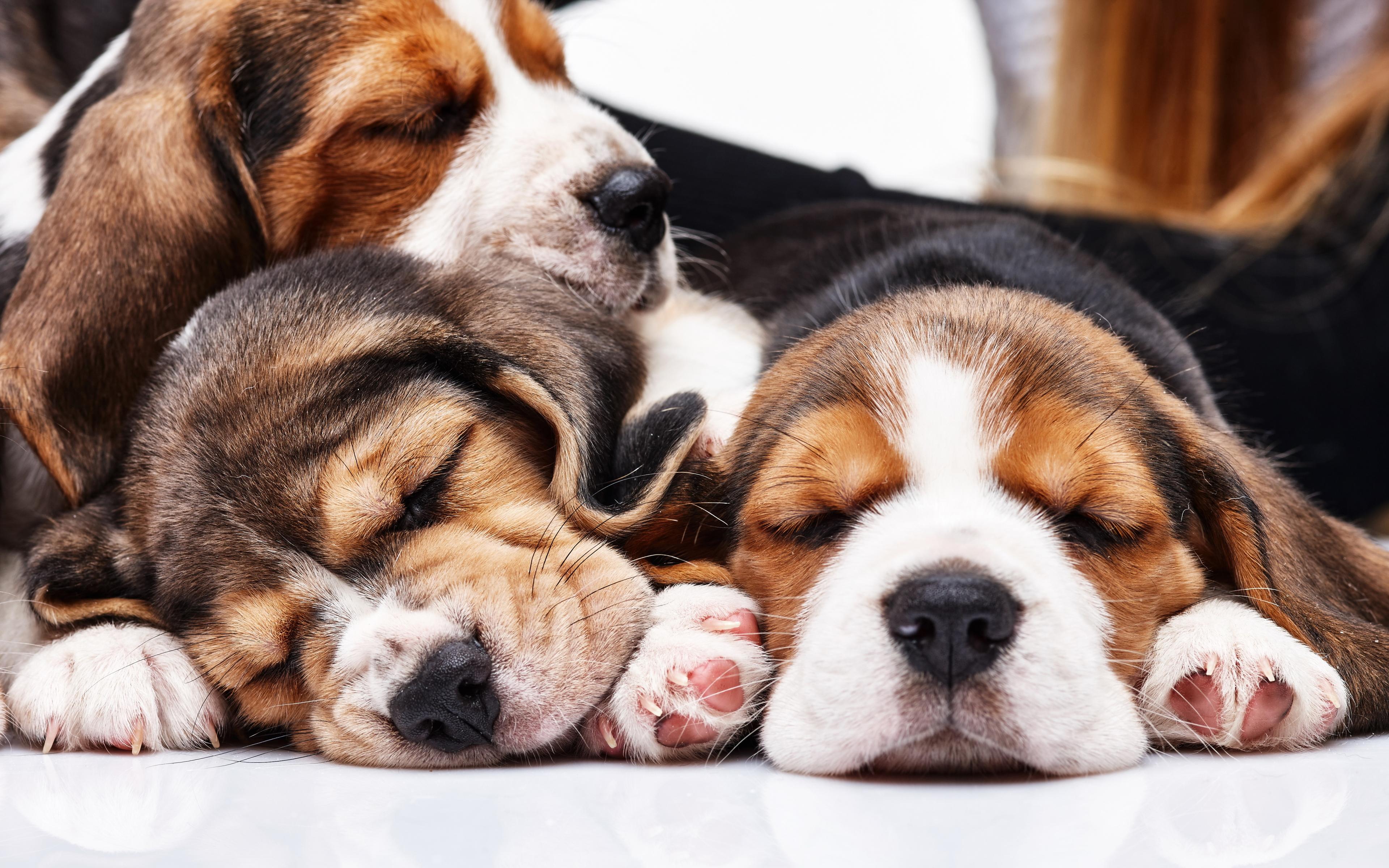 3840x2400 Download wallpaper Beagle Dogs, 4k, puppies, sleeping dogs, family, pets, dogs, cute animals, Beagle, small beagle for desktop with resolution 3840x2400. High Quality HD picture wallpaper