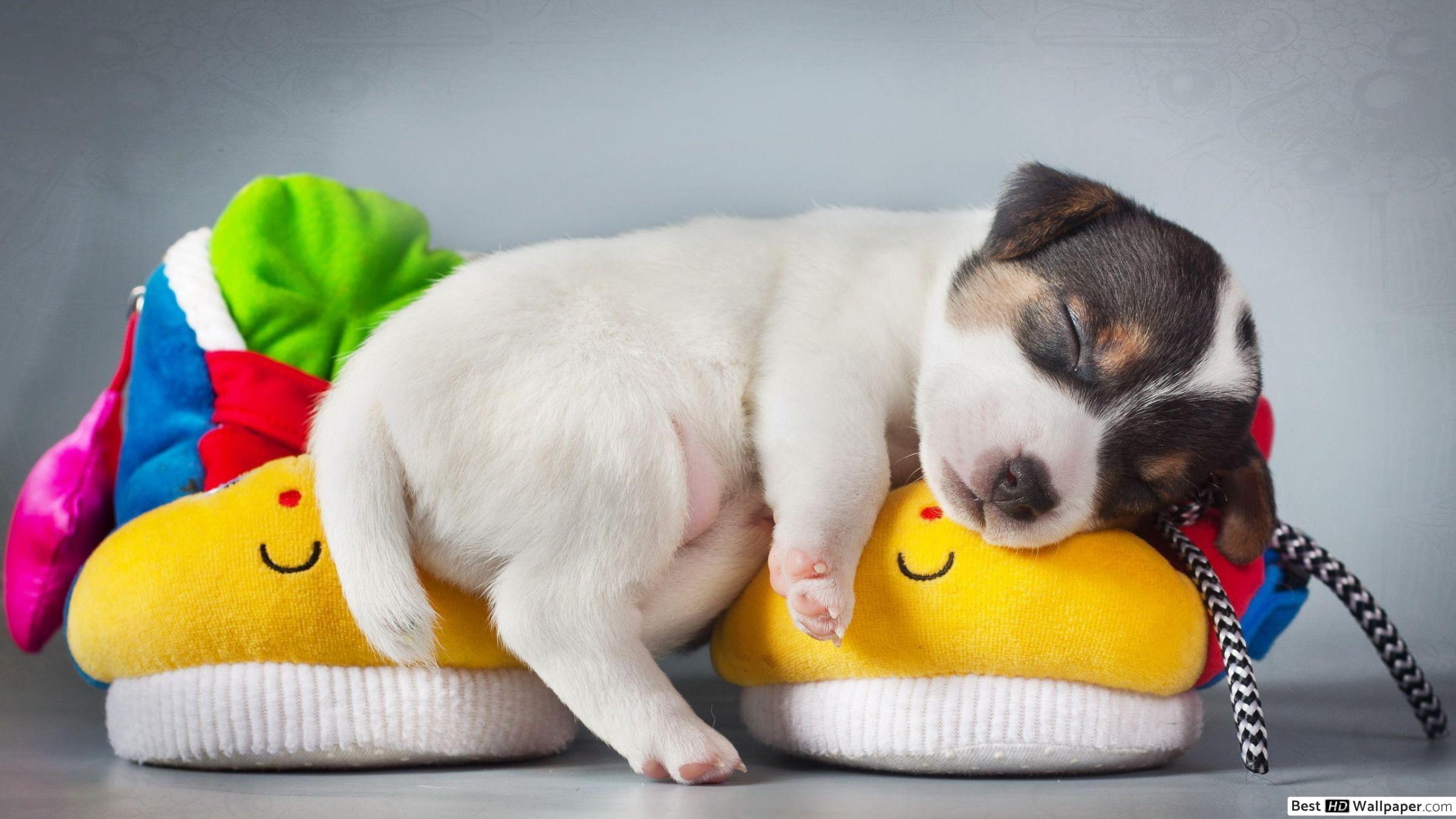 2400x1350 Puppy sleeping on slippers HD wallpaper download