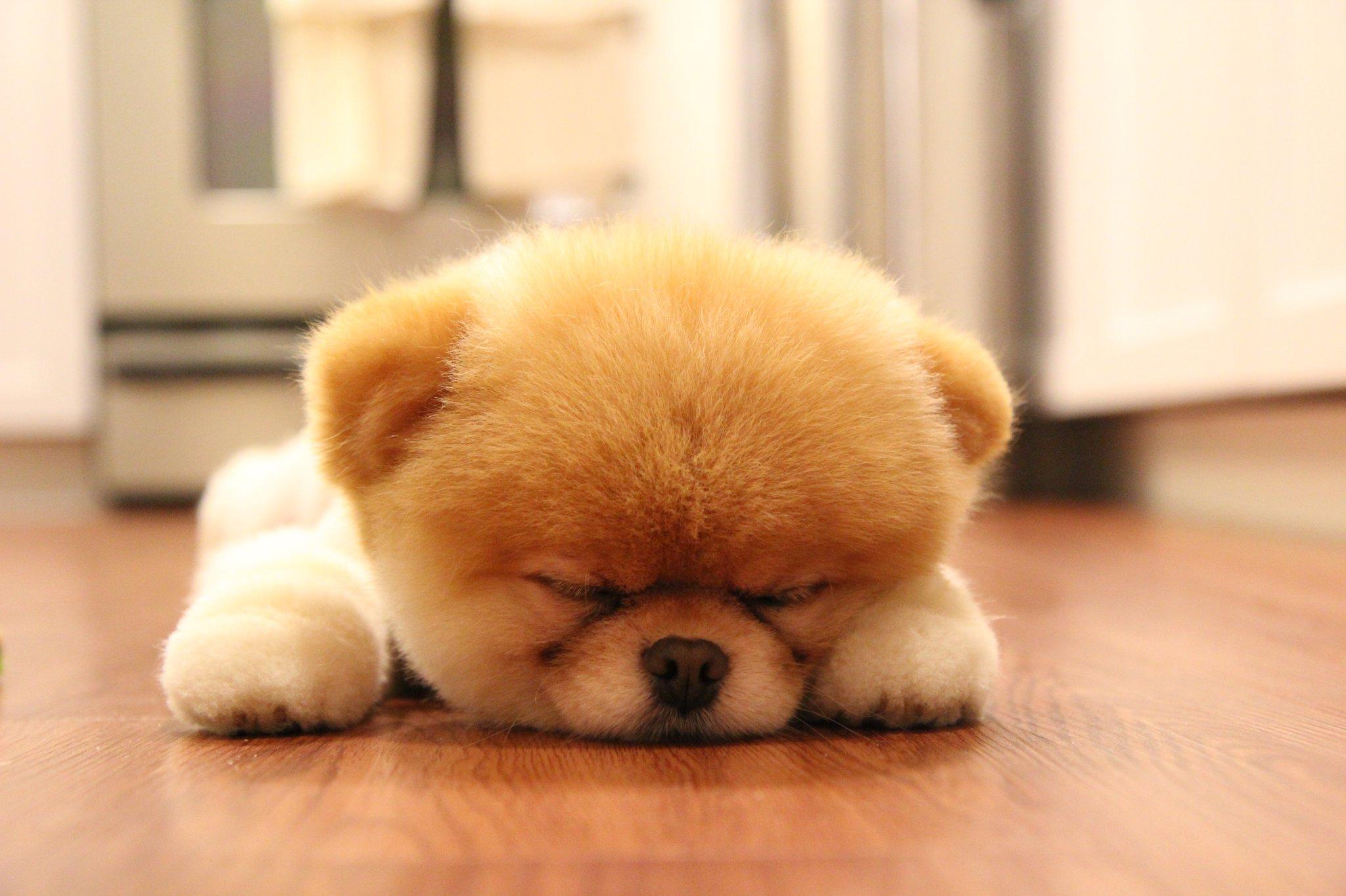 2048x1365 Cute Dog Boo Sleeping