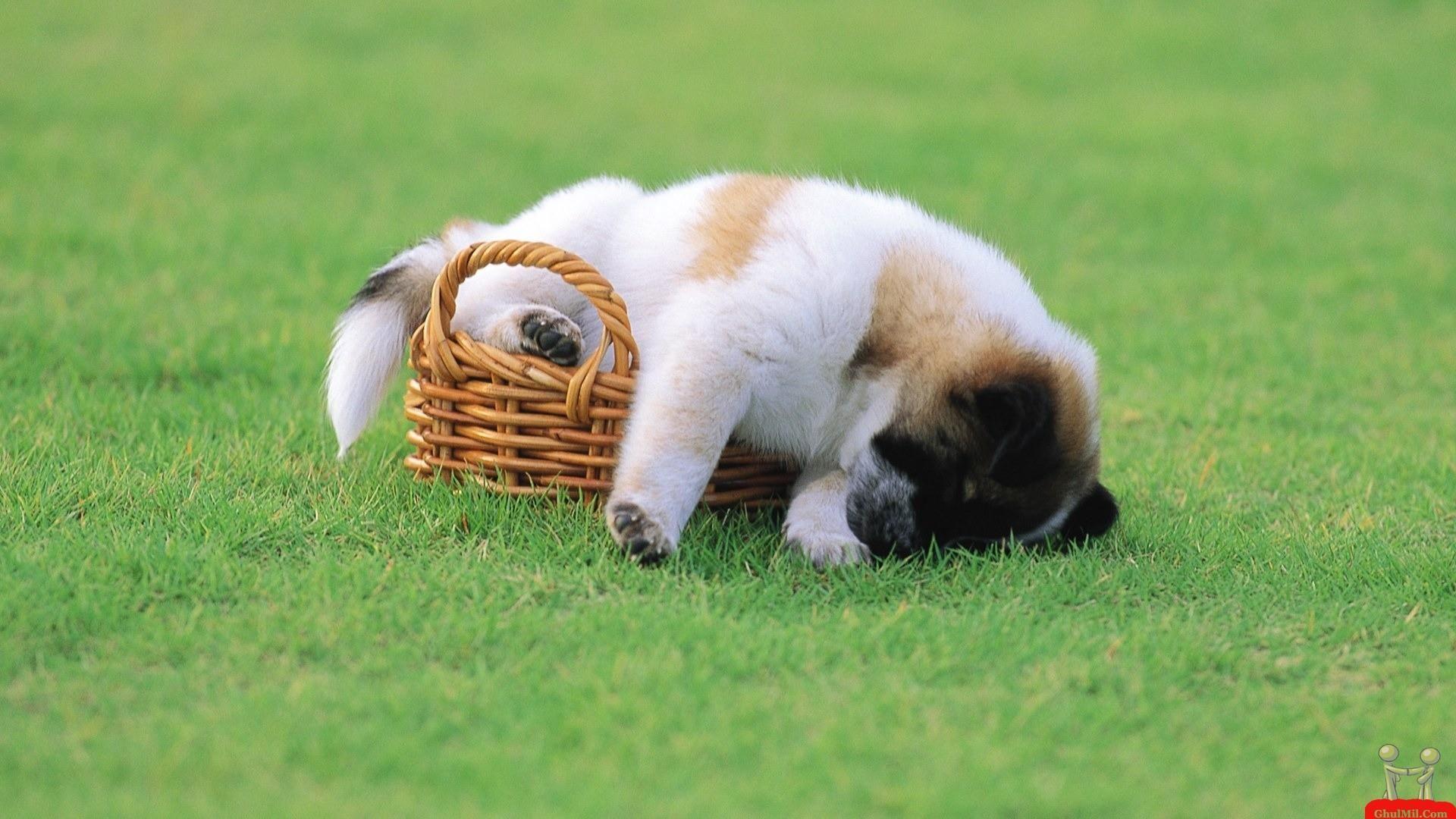 1920x1080 Let sleeping dogs lie.. Sleeping puppies, Sleeping dogs, Pretty dogs