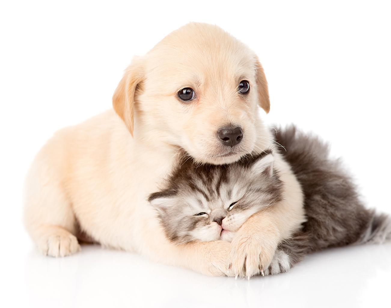 1301x1024 Puppy With Cats Wallpaper