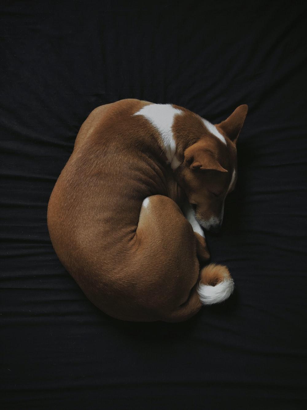 1000x1333 Sleeping Dog Picture. Download Free Image