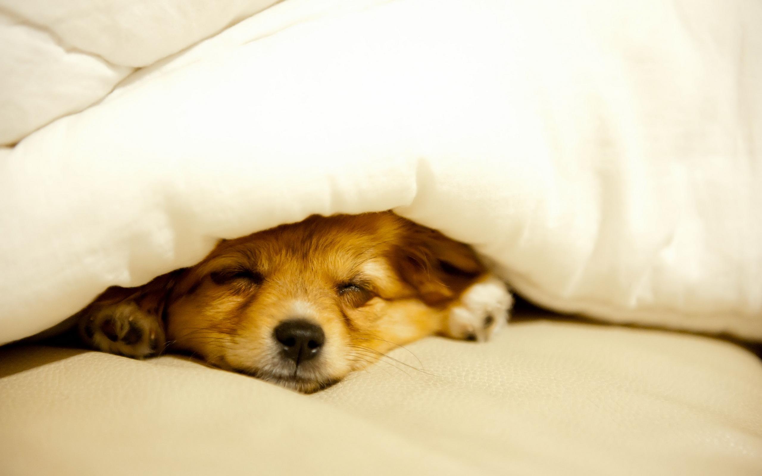 2560x1600 Sleeping Dog