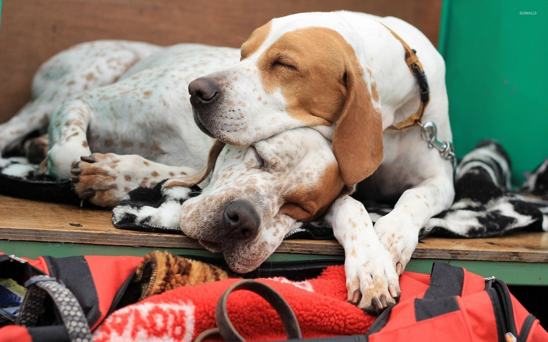 1920x1200 Cute dogs sleeping wallpaper wallpaper