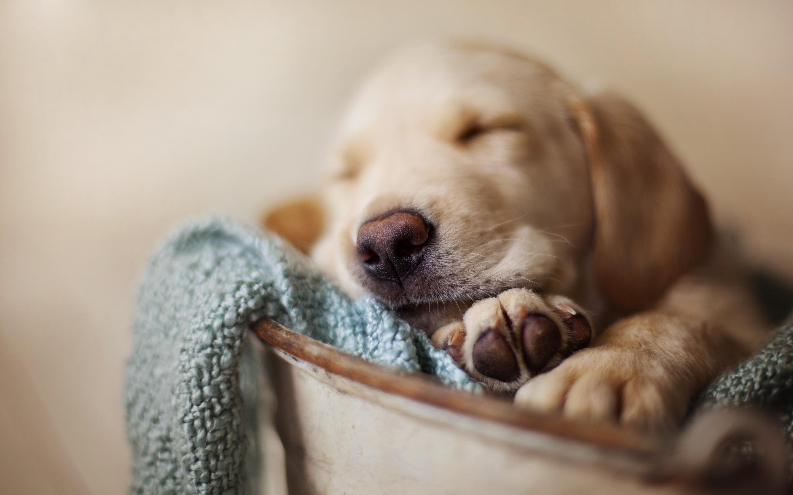 2560x1600 Image Puppy Retriever Dogs sleeping animal 2560x1600