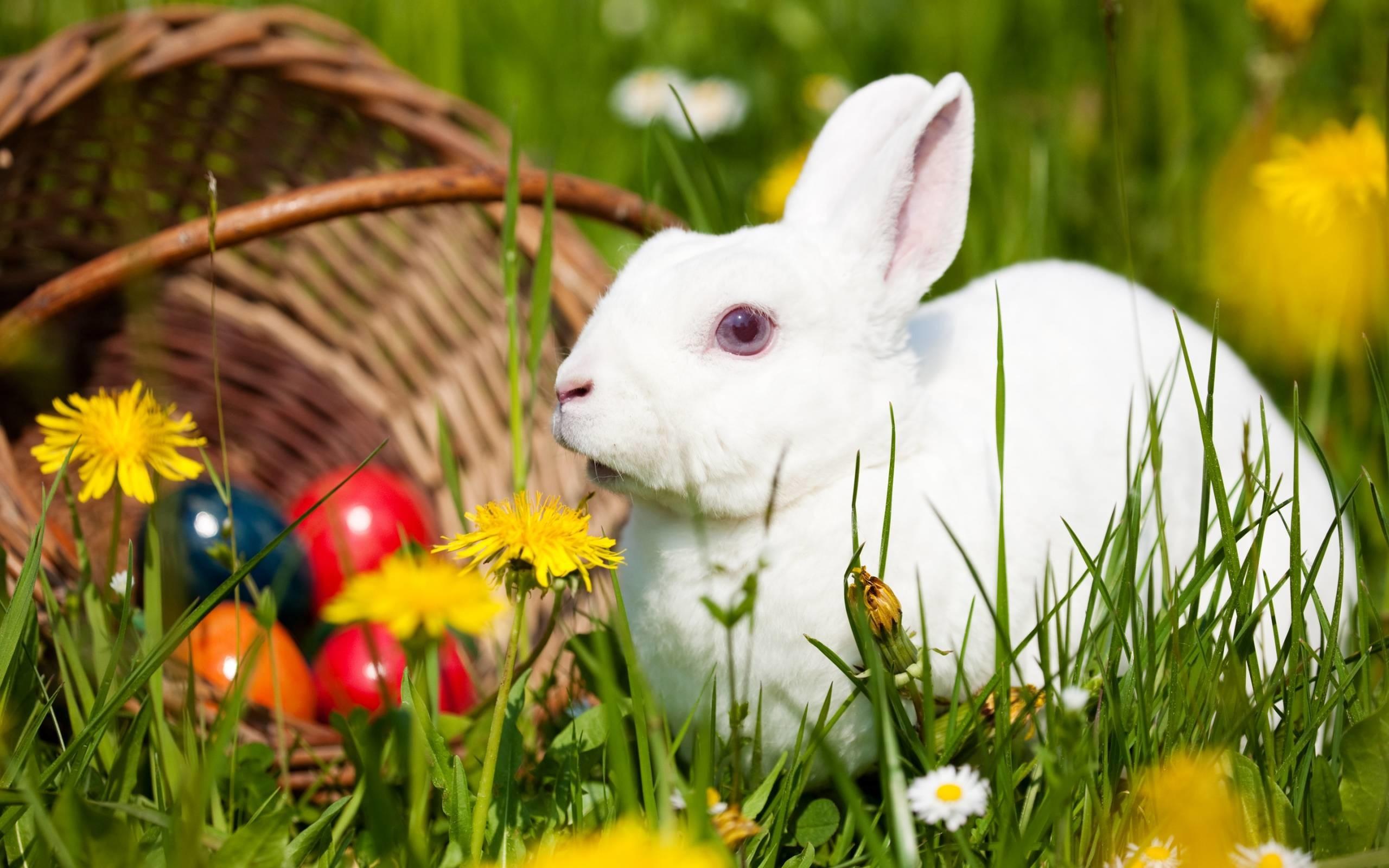 2560x1600 Wallpaper with Bunnies