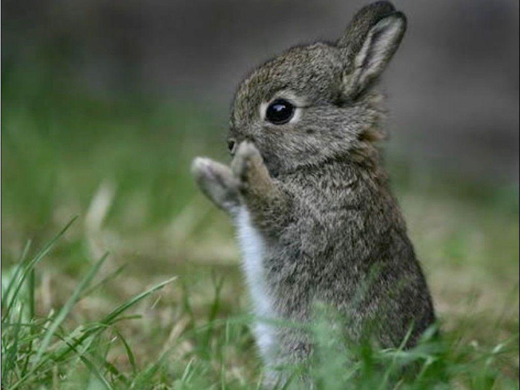1024x768 Cute Bunnies 4k Wallpaper