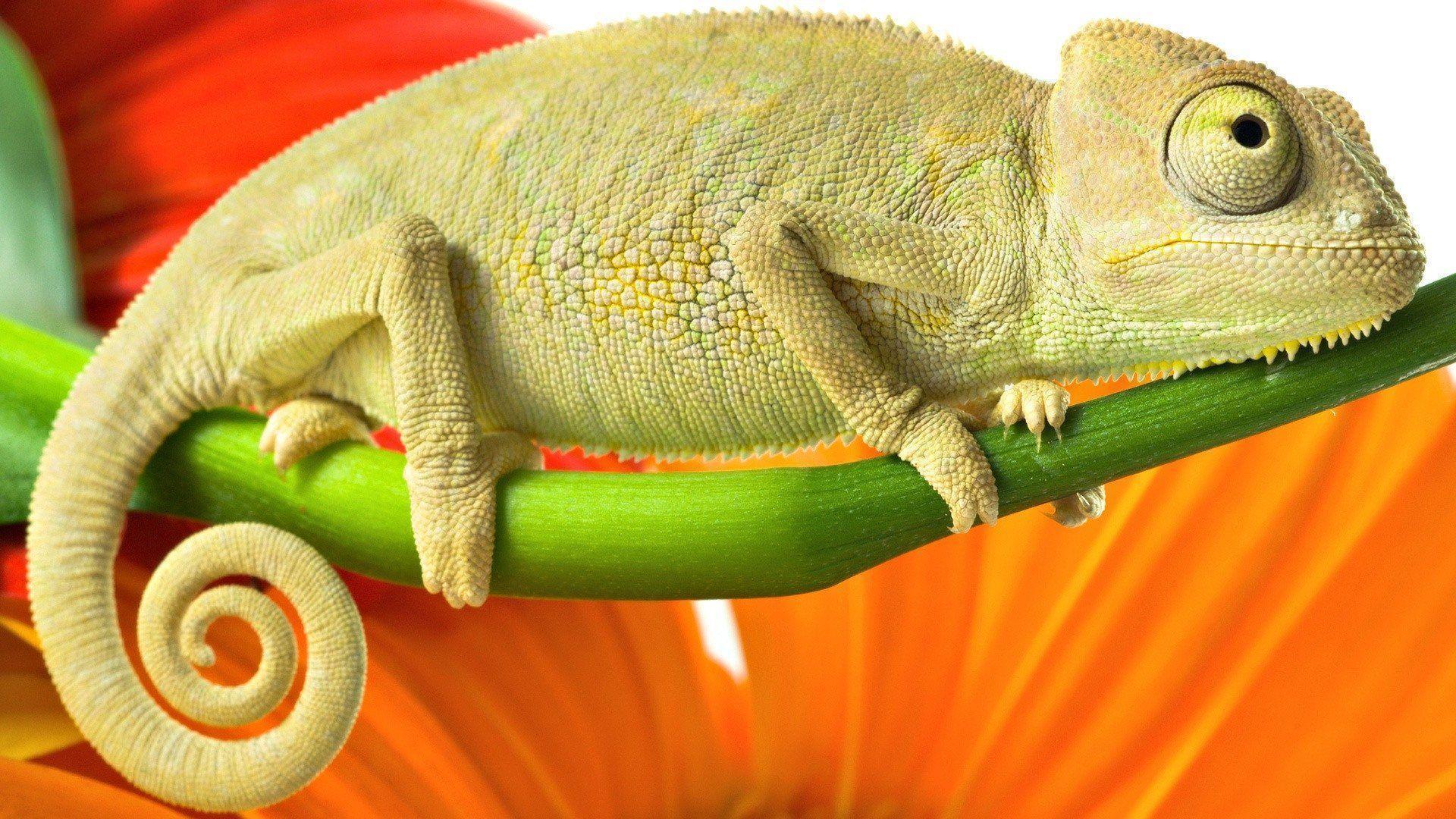 1920x1080 Lizard Wallpaper