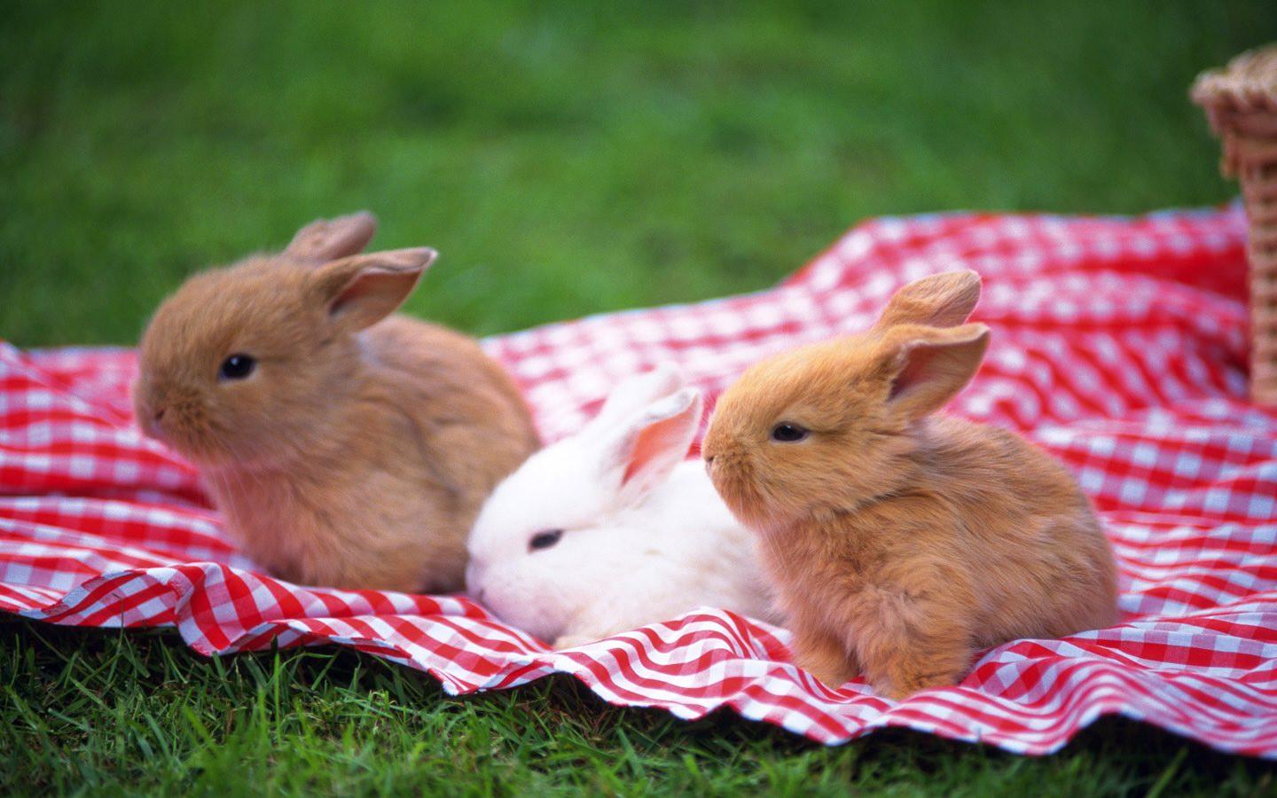 1440x900 Rabbits free computer desktop wallpaper Wallpaper Wallpaper 84656