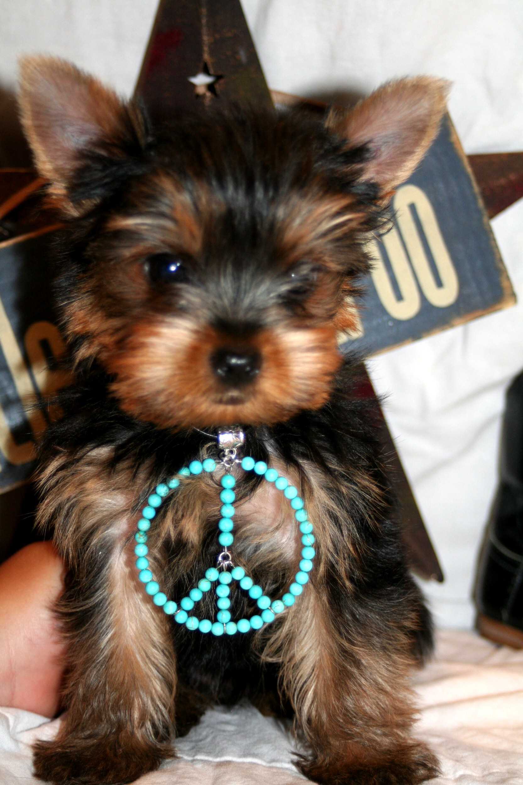 1664x2496 Wild West Yorkies Txyorkiecom Yorkie Puppies For In Texas Wallpaper