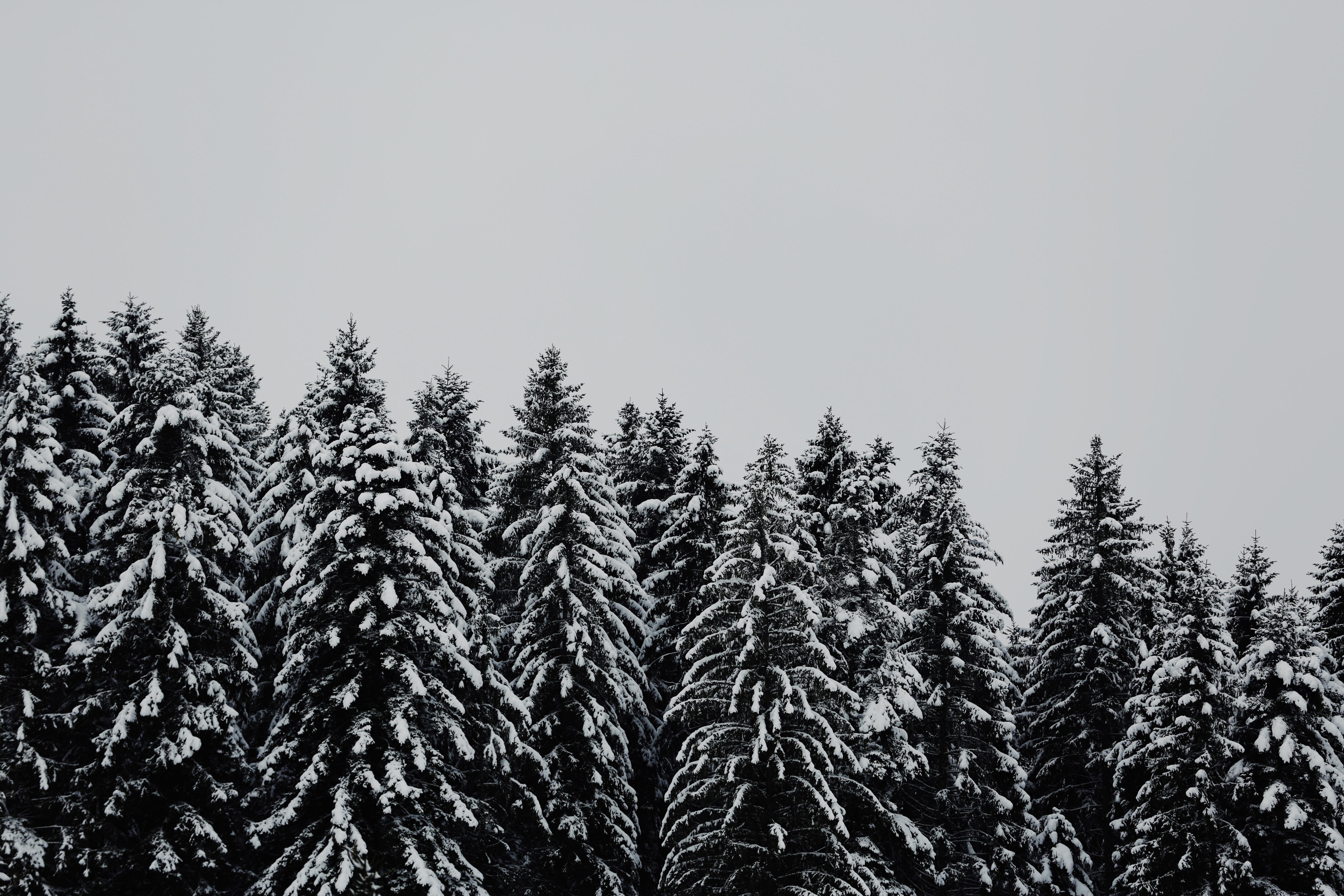 5760x3840 5760x3840 christmas, black and white, ice, monochrome, white, snow, PNG image, background, nature, winter, forest, frost, tree, pinetree, woodland, wallpaper, cold, plant, freeze