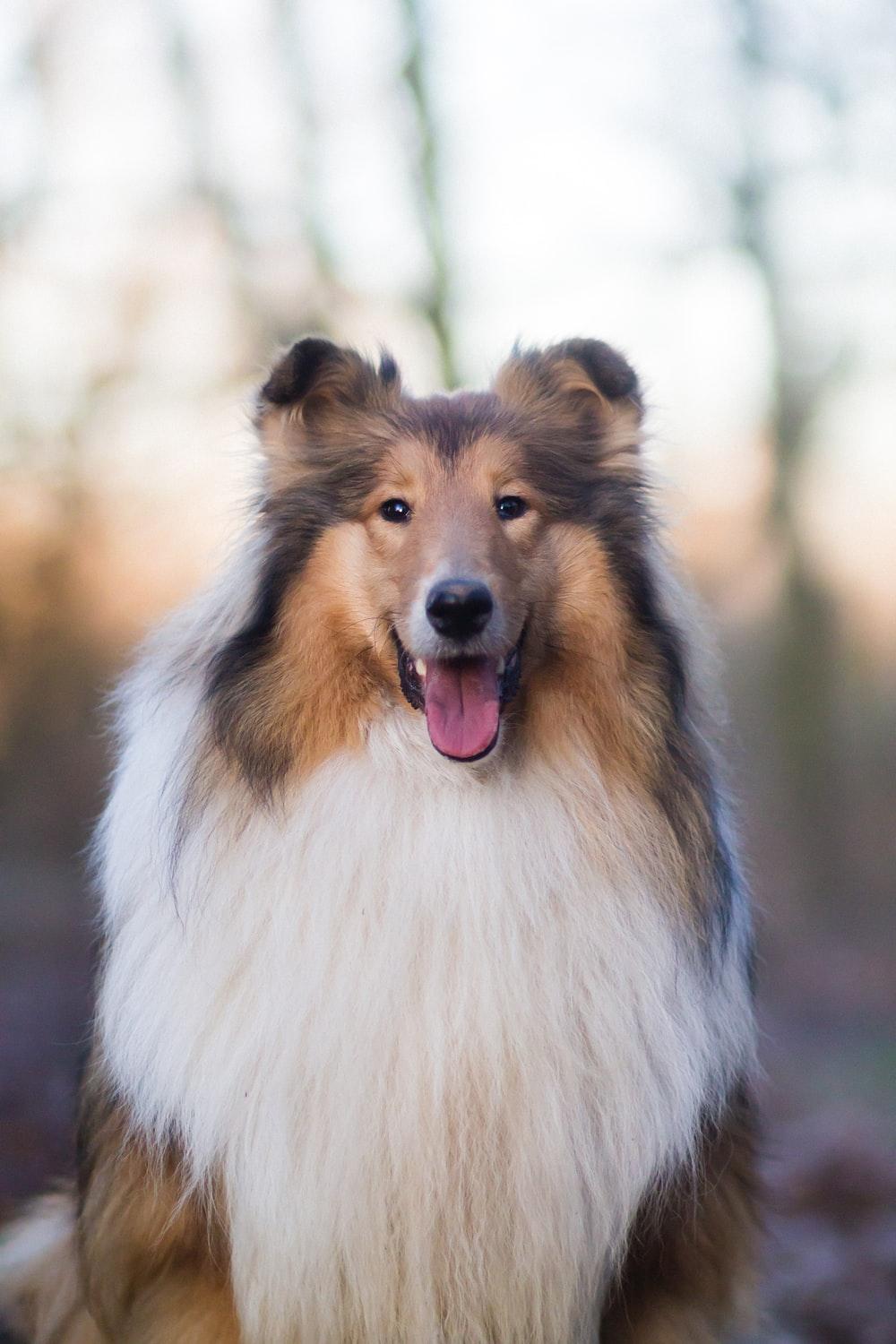 1000x1500 Collie Dog Picture. Download Free Image