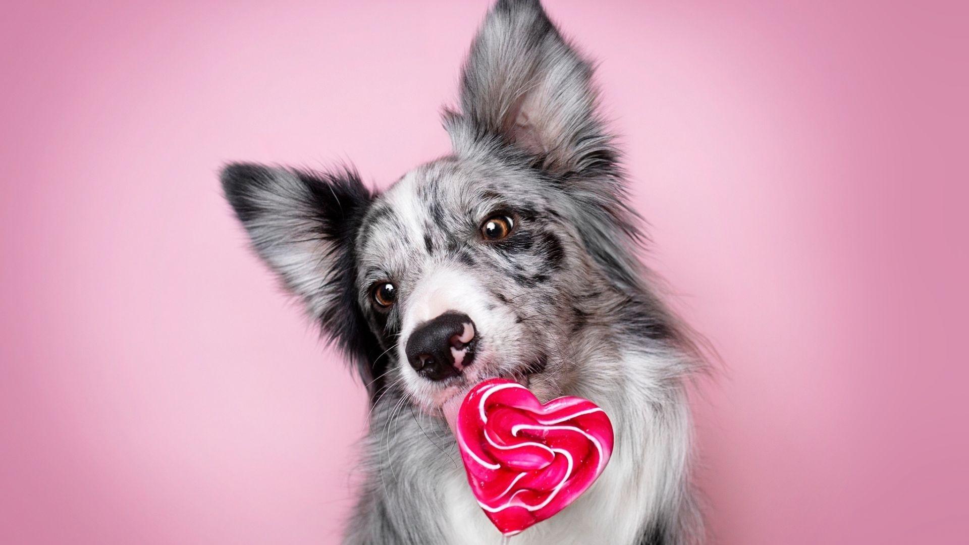 1920x1080 Desktop wallpaper muzzle, border collie, dog, HD image, picture, background, c1e671