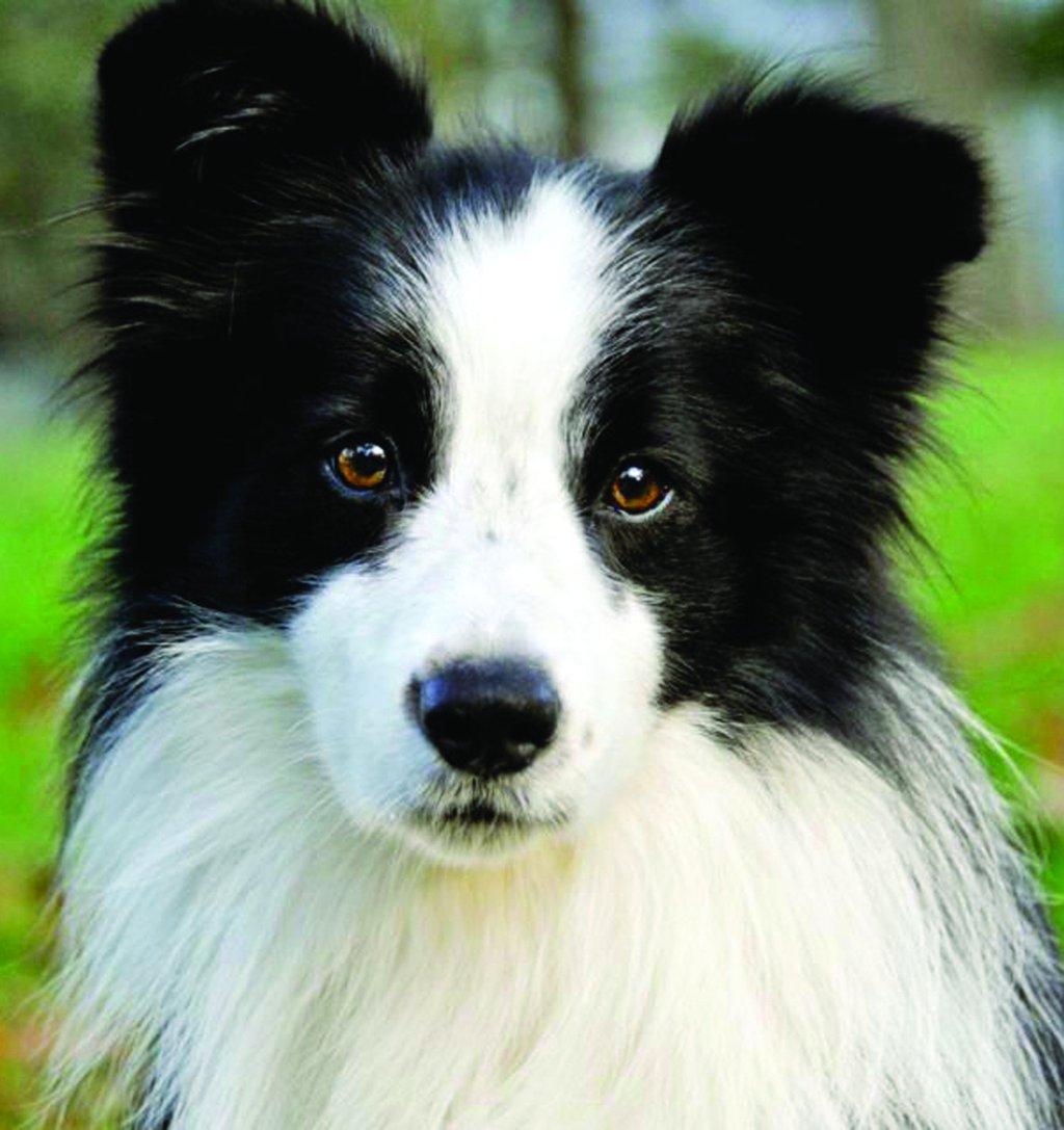 1024x1087 Border Collie wallpaper, Animal, HQ Border Collie pictureK Wallpaper 2019