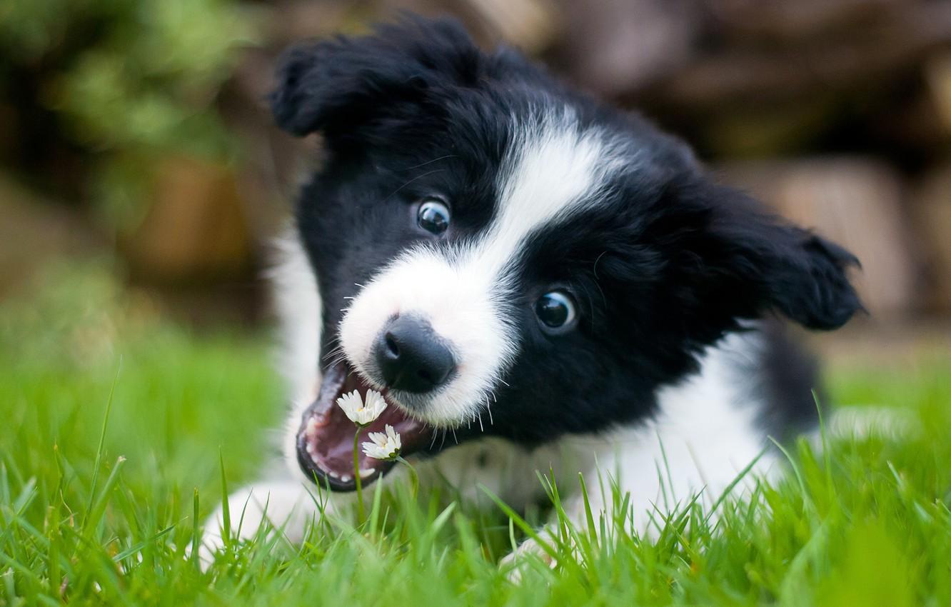 1332x850 Wallpaper Flowers, Wallpaper, Border Collie, Puppy, Playful image for desktop, section собаки