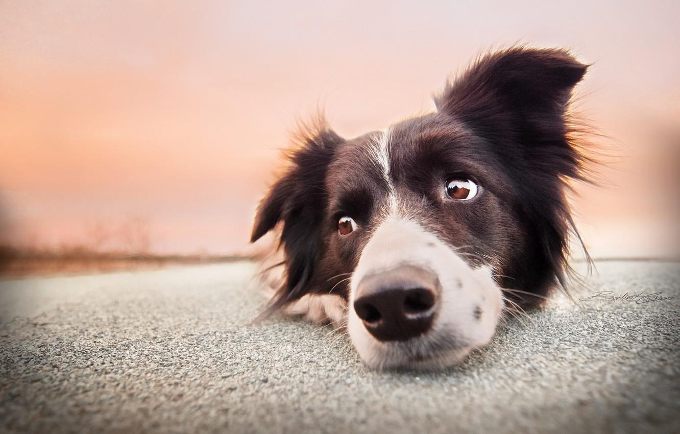 1332x850 Wallpaper look, face, dog, The border collie image for desktop, section собаки