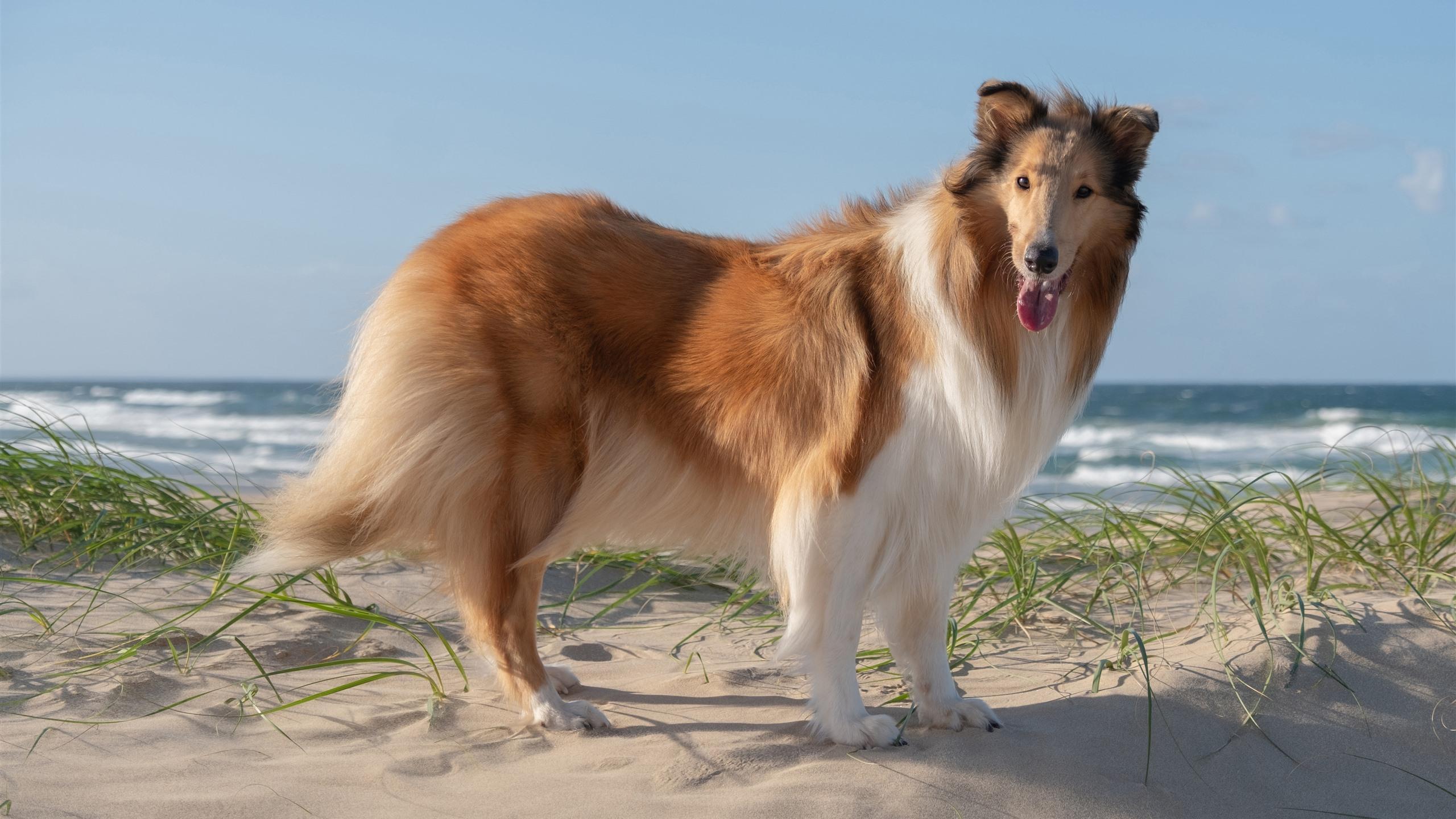 2560x1440 Wallpaper Collie dog, beach, sea 5120x2880 UHD 5K Picture, Image