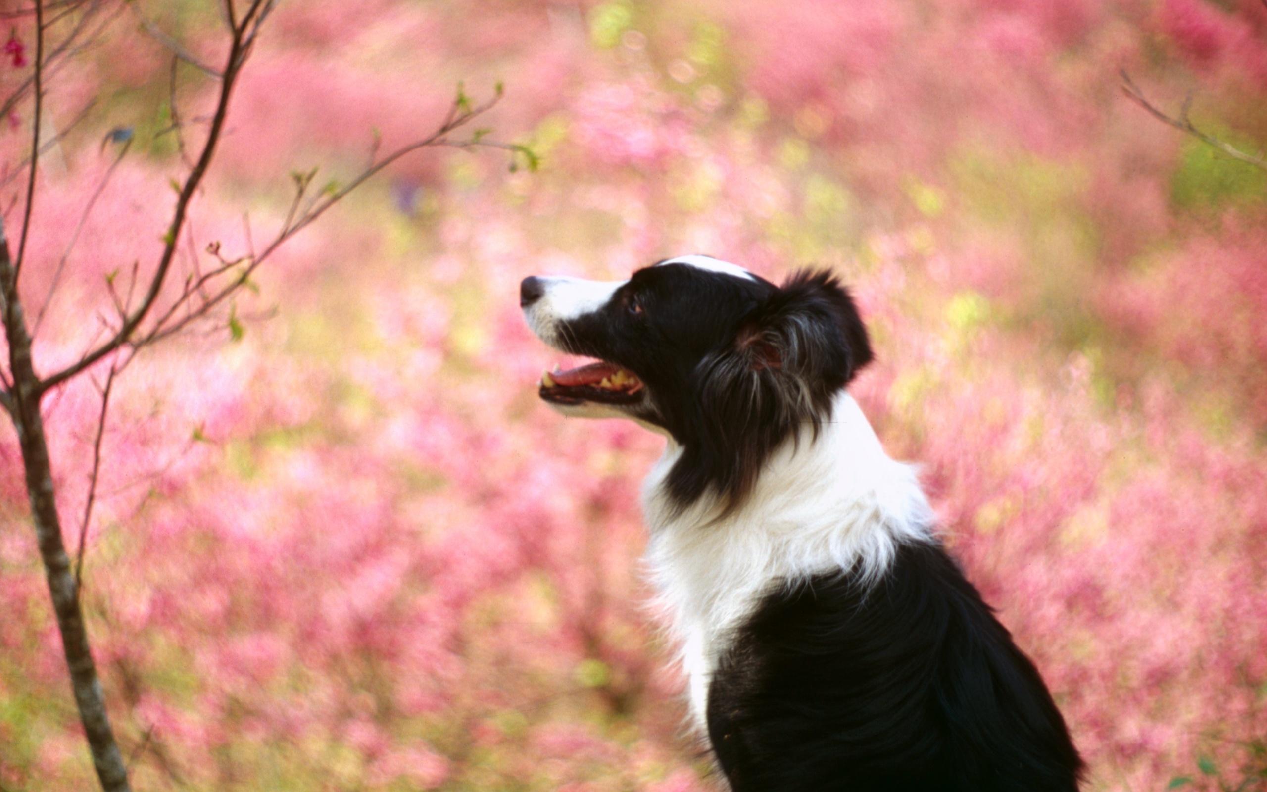 2560x1600 Title Animal Border Collie Dogs Wallpaper Collie Wallpaper Cute HD Wallpaper