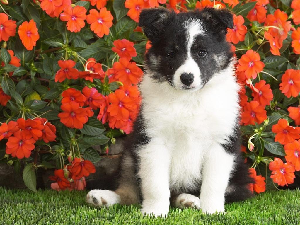 1024x768 Border Collie Puppy, Wallpaper