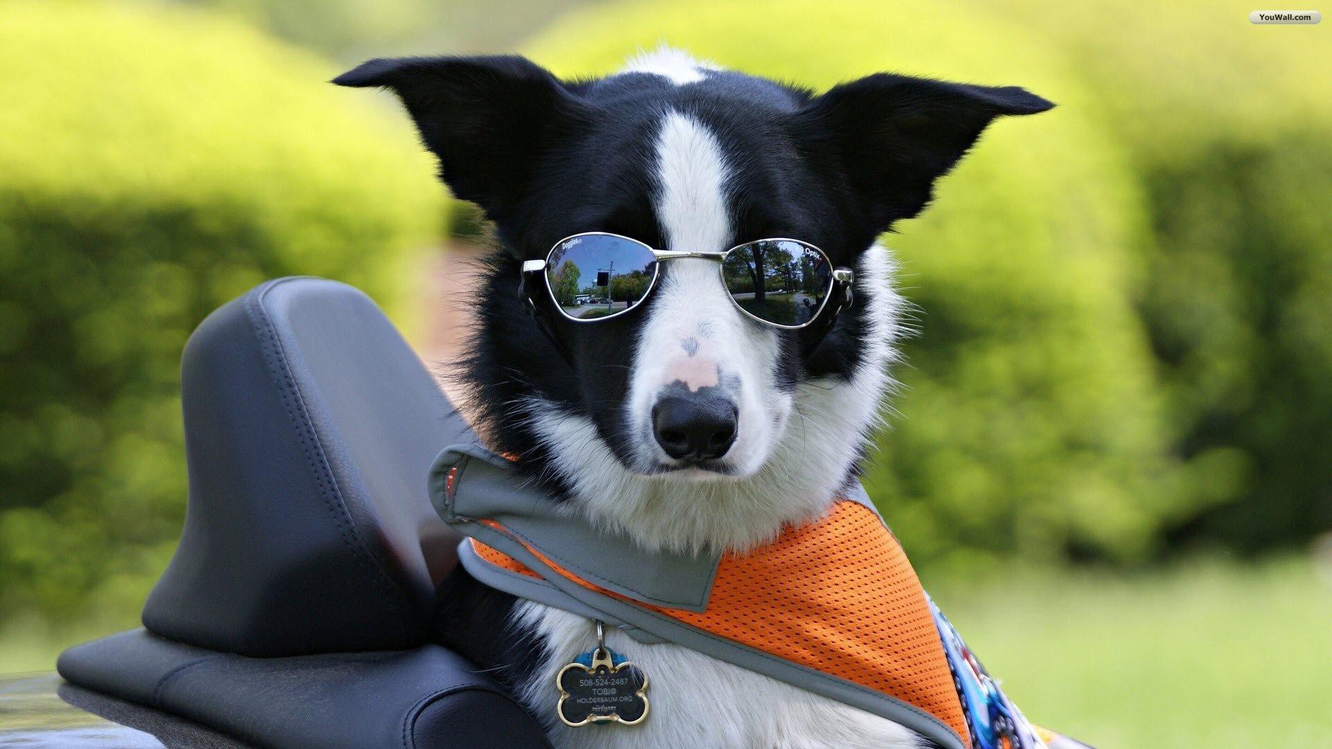 Collie Dog Wallpapers - Top Free Collie Dog Backgrounds - WallpaperAccess