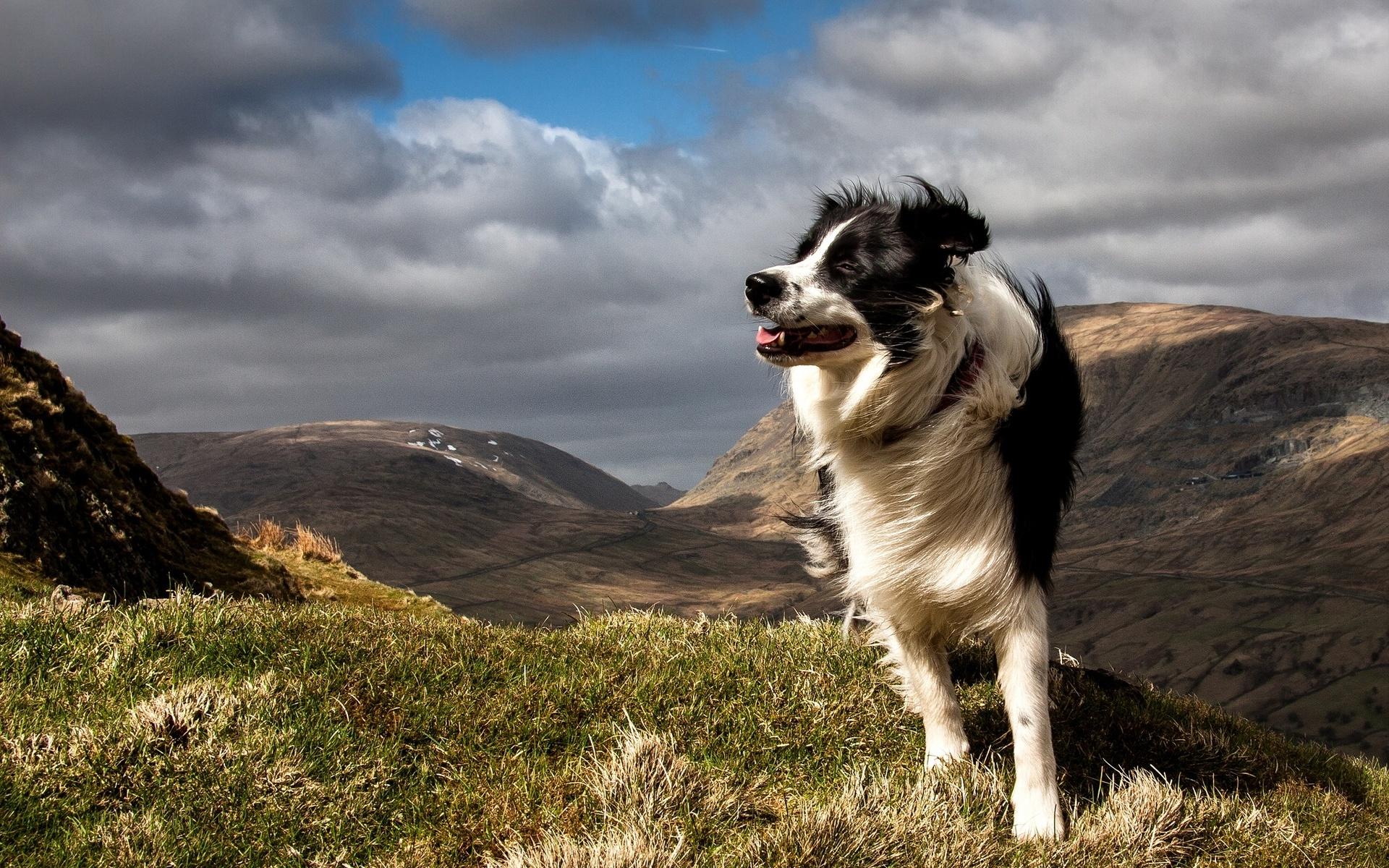 1920x1200 Free download Border Collie Dog Wallpaper Desktop WallpaperLepi [1920x1200] for your Desktop, Mobile & Tablet. Explore Border Collie Wallpaper. Border Collie Wallpaper, Kitchen Border Wallpaper Border, Border Wallpaper