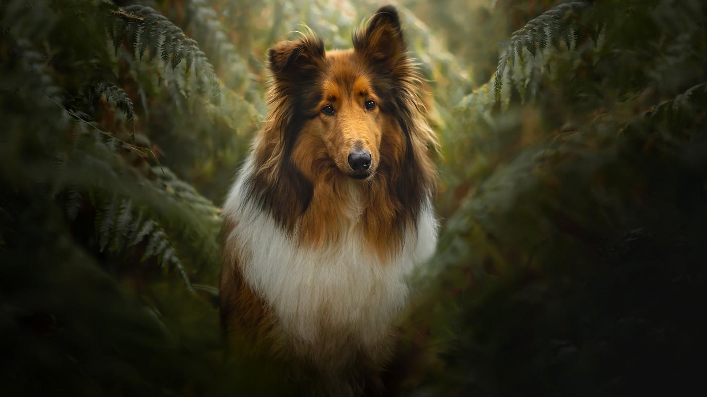 Collie Dog Wallpapers - Top Free Collie Dog Backgrounds - WallpaperAccess