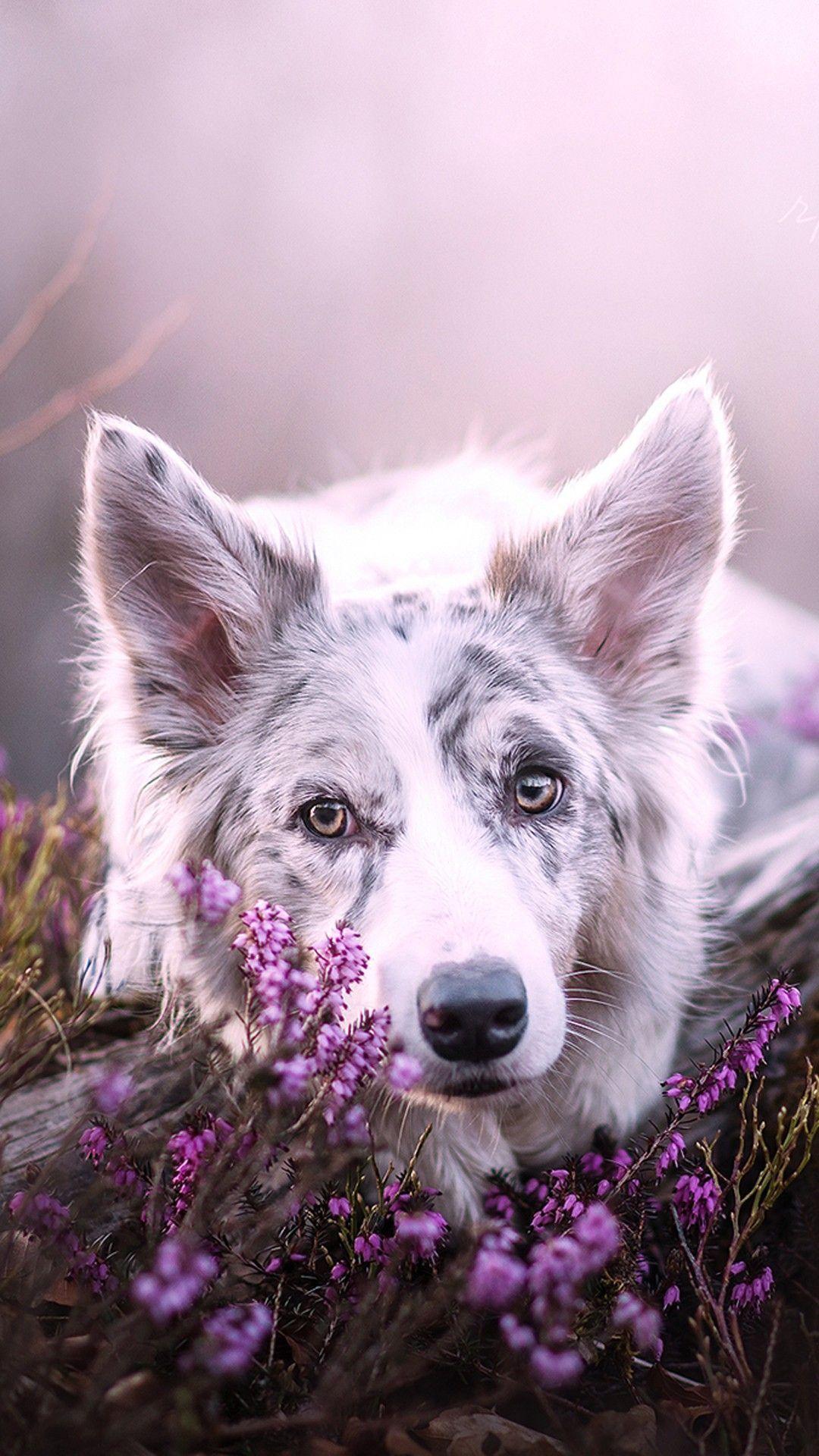 1080x1920 Dog Wallpaper are added. Beautiful and cute dogs for your mobile phone. Follow us on Facebook for more beautiful wall. Pretty animals, Dog background, Cute dogs