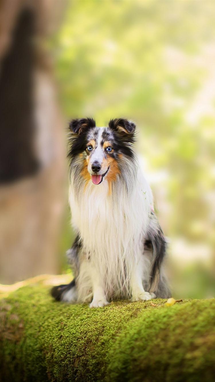 Collie Dog Wallpapers - Top Free Collie Dog Backgrounds - WallpaperAccess