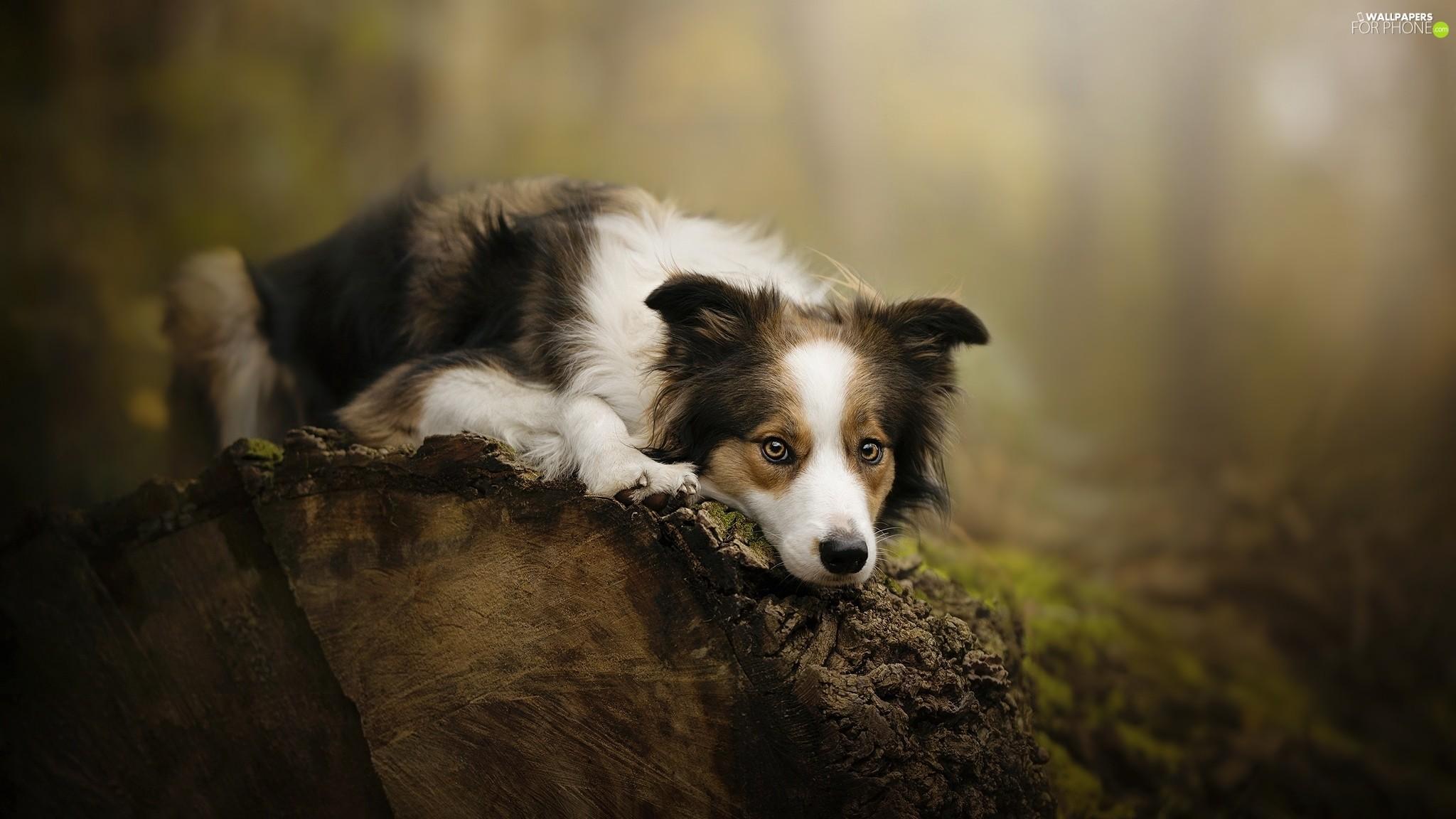 Collie Dog Wallpapers - Top Free Collie Dog Backgrounds - WallpaperAccess