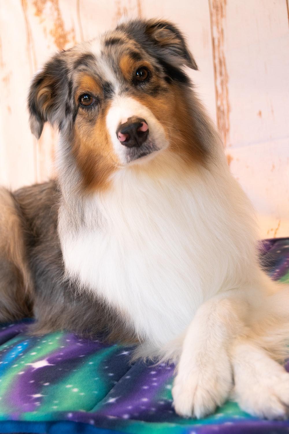 1000x1500 Collie Dog Picture. Download Free Image