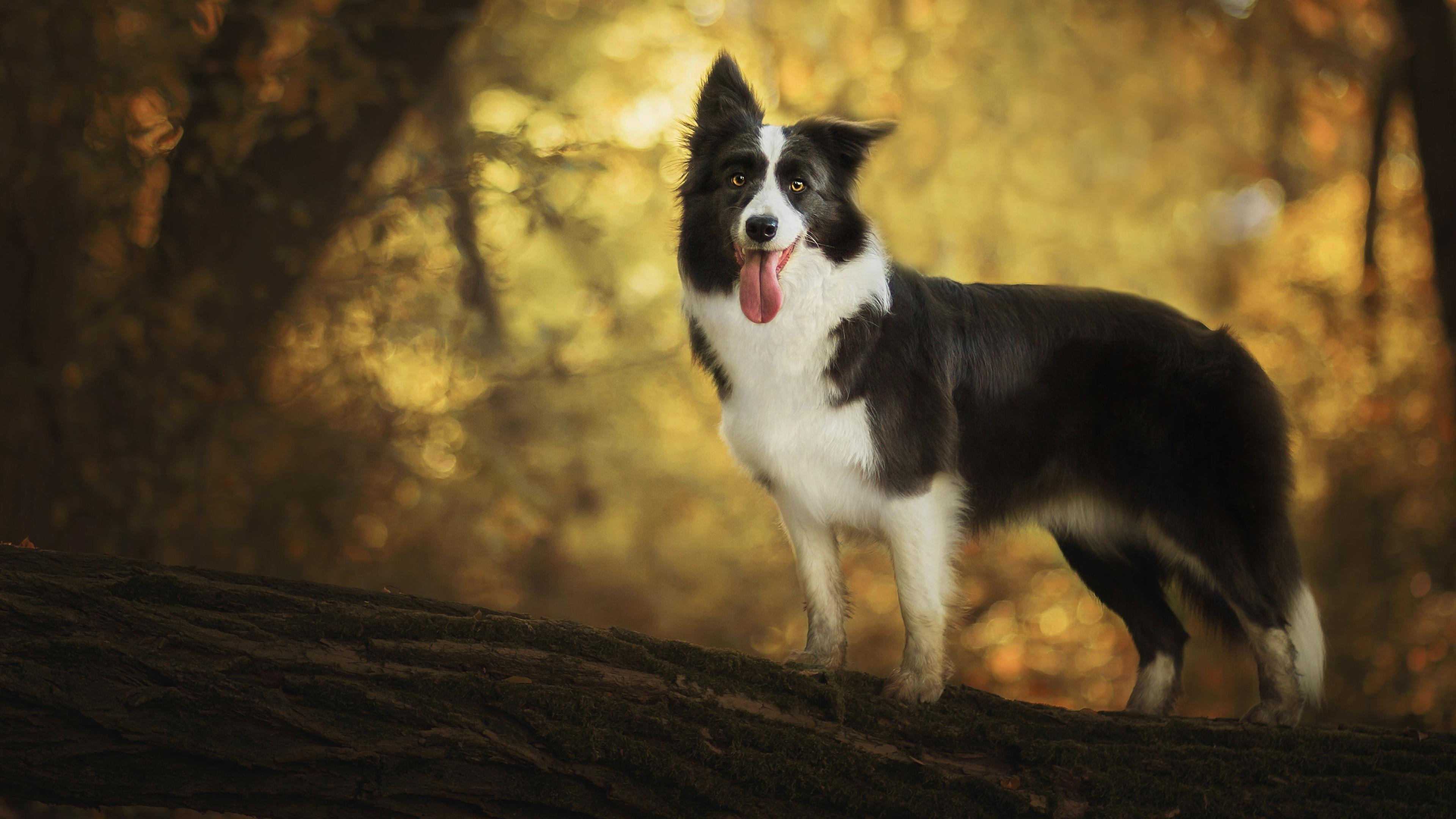 Collie Dog Wallpapers - Top Free Collie Dog Backgrounds - WallpaperAccess