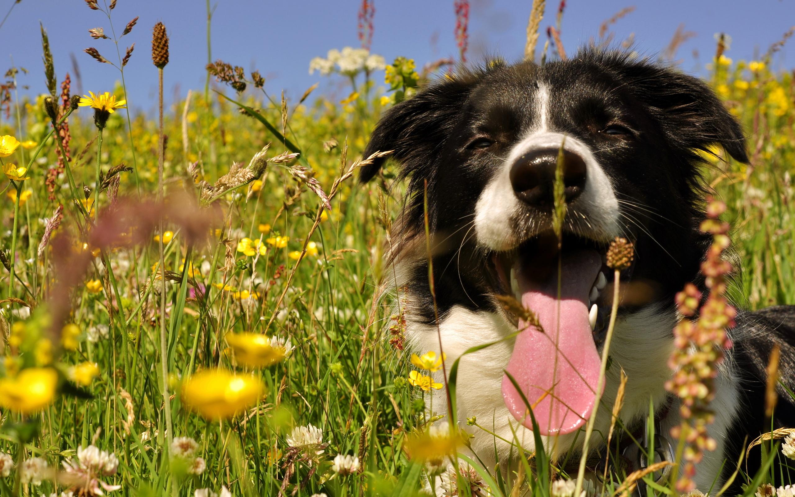 2560x1600 Border Collie Dog Wallpaper Background 49308 2560x1600px