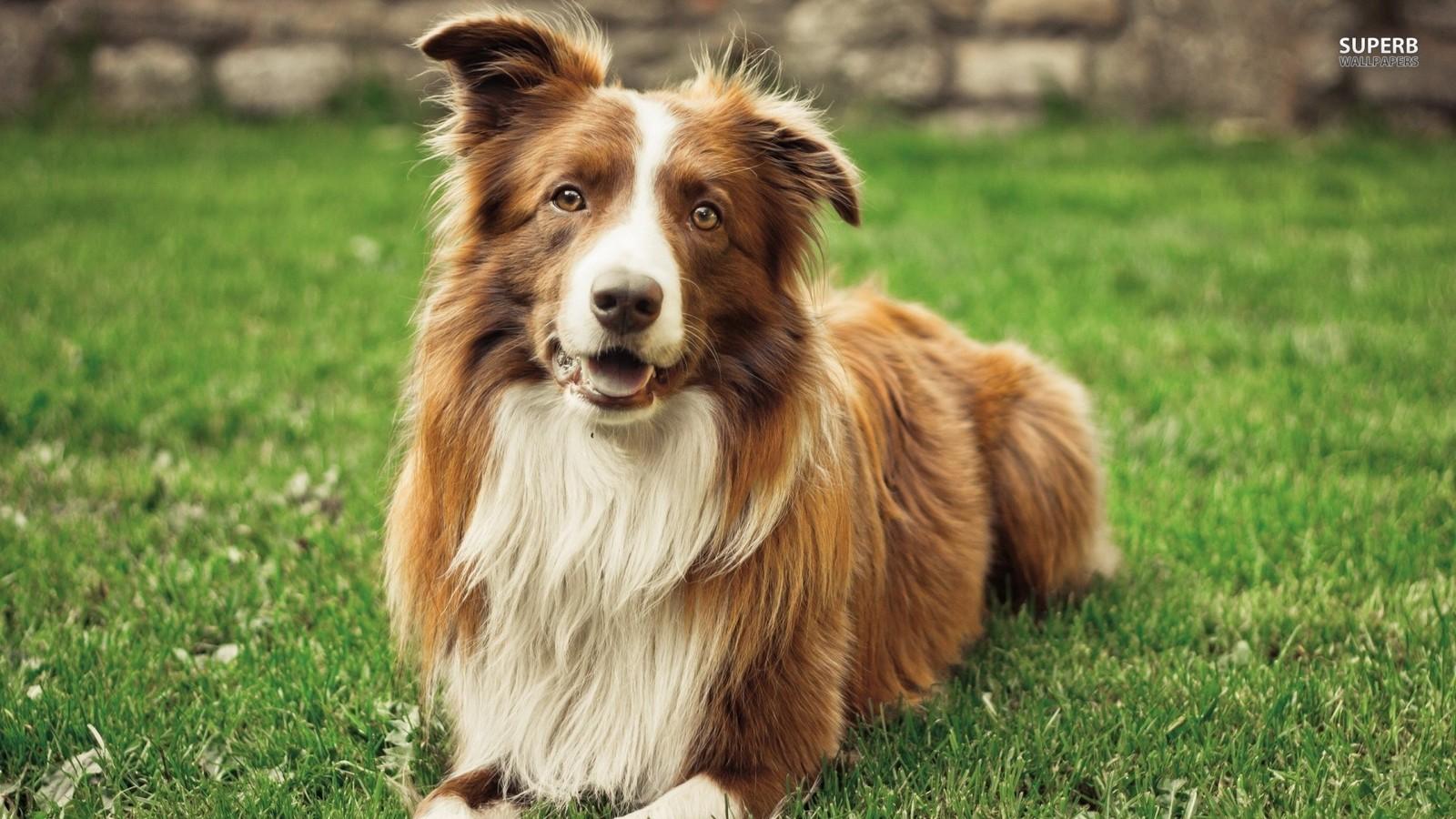 1600x900 Border Collie