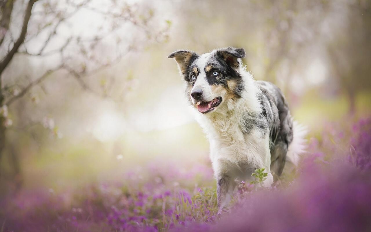1280x800 Picture Border Collie dog Animals