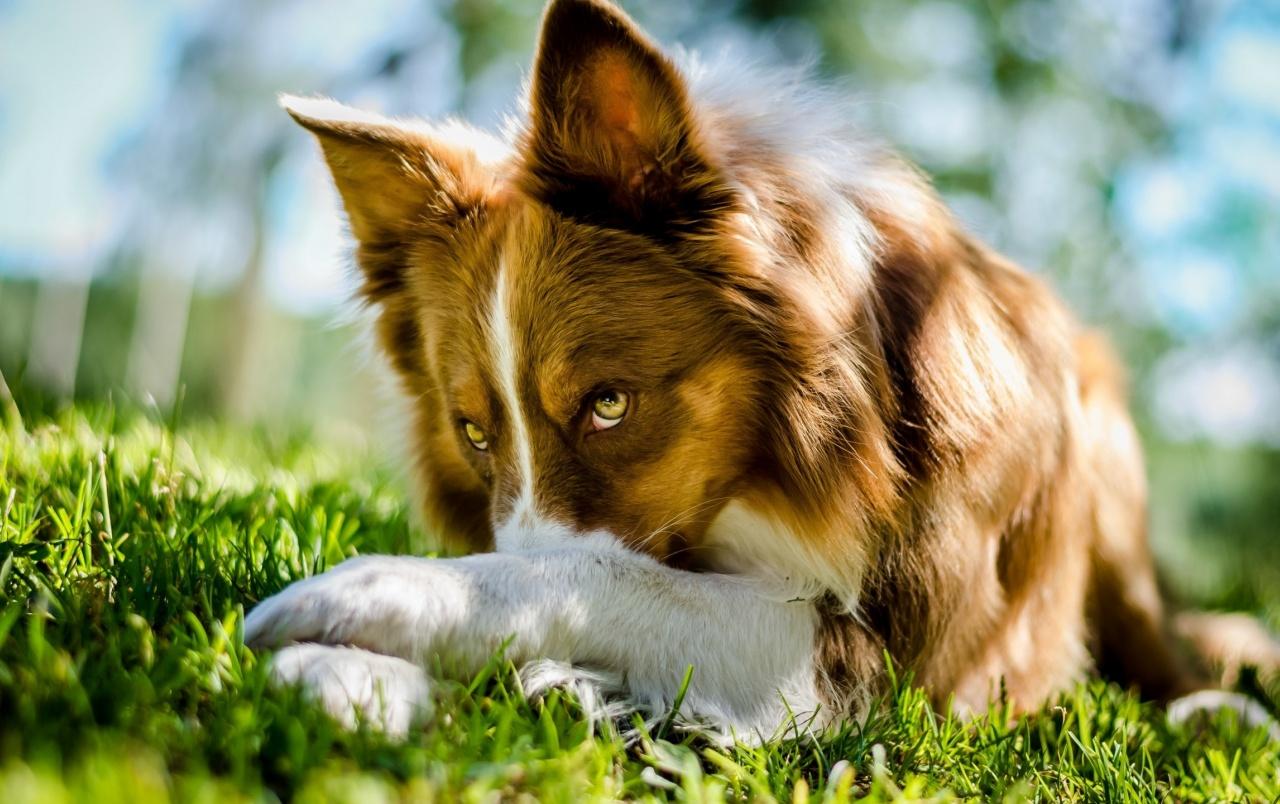 1280x804 Beautiful Collie Dog wallpaper. Beautiful Collie Dog