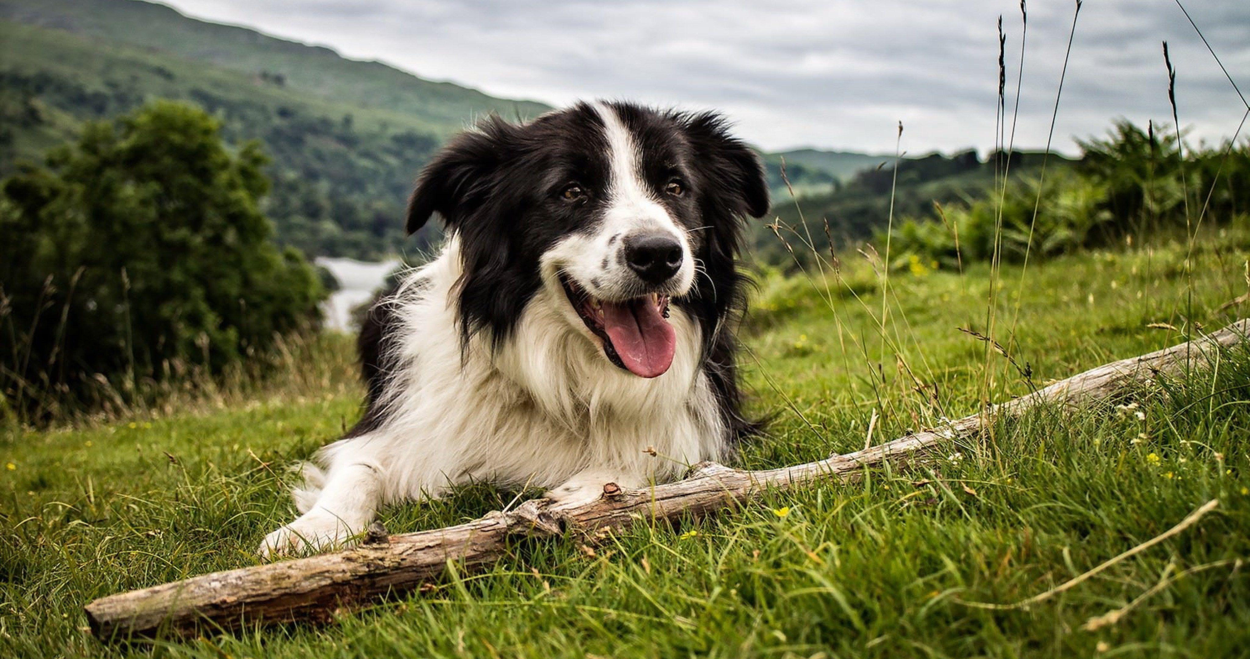 4096x2160 sweet dog in nature wallpaper 4k ultra HD wallpaper. Border collie dog, Border collie, White border collie