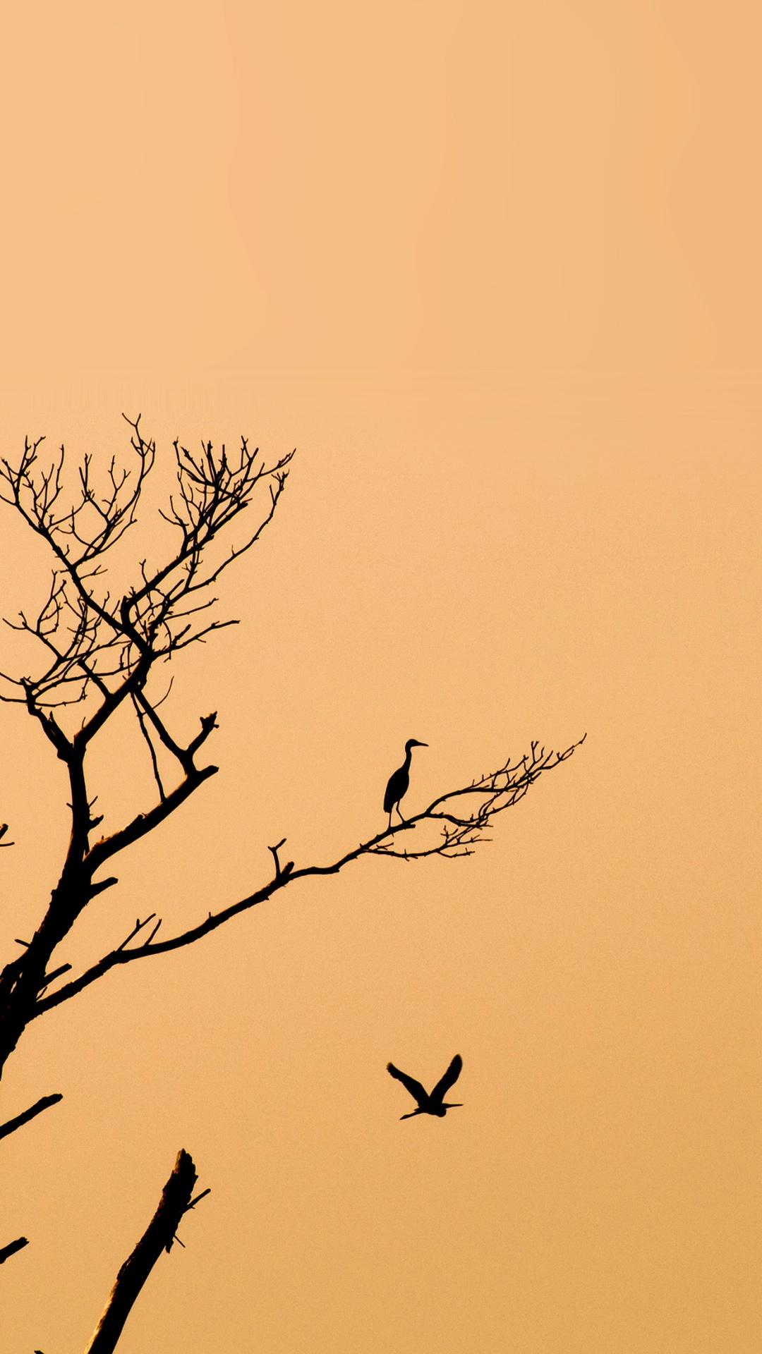 1080x1920 Minimal Tree Birds Sunset iPhone HD Wallpaper HD