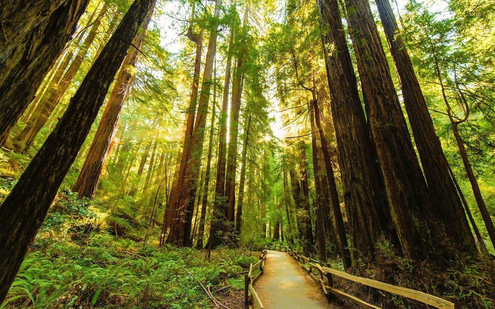 1K Redwood Forest Pictures  Download Free Images on Unsplash