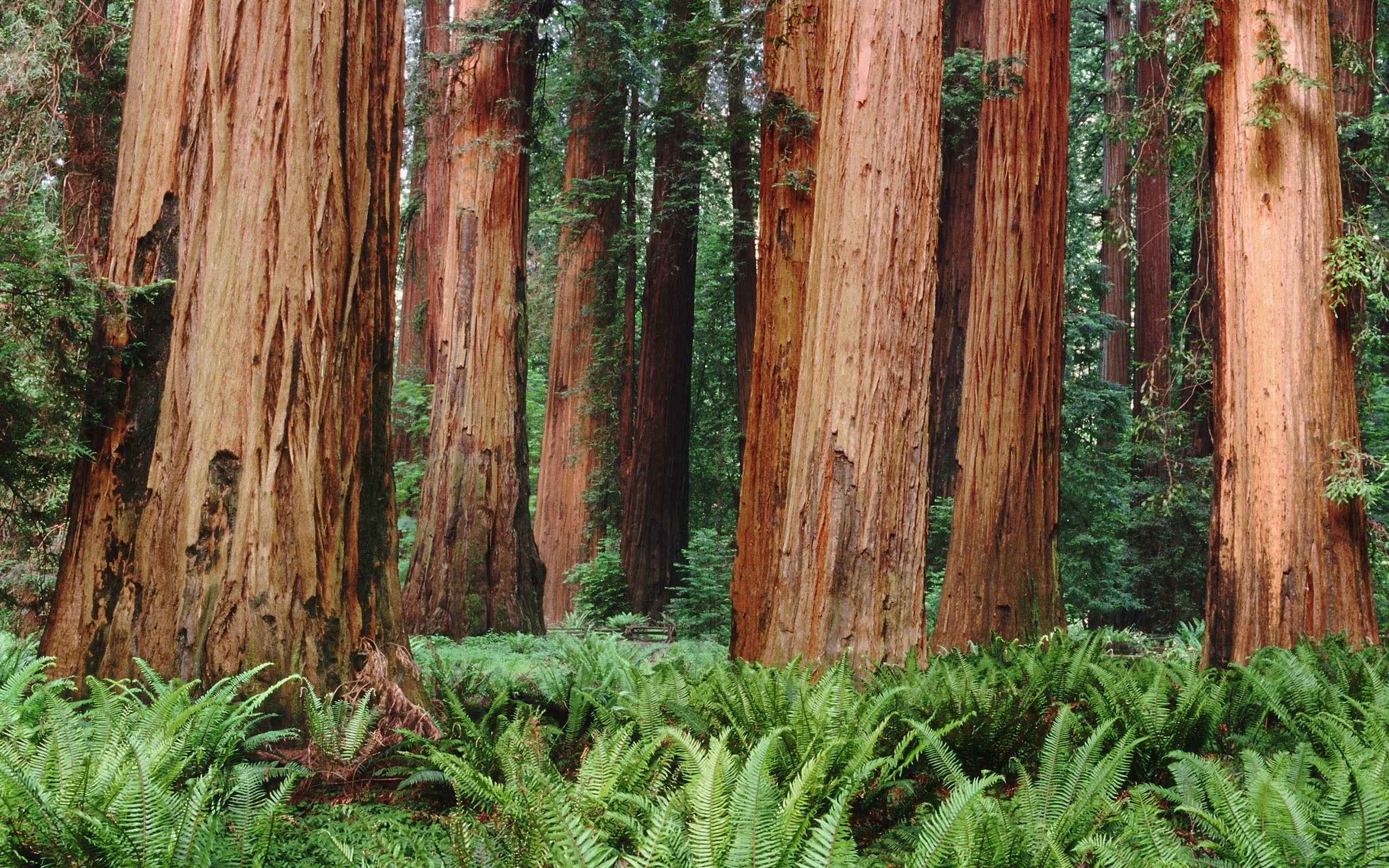 Redwood Desktop Wallpapers - Top Free Redwood Desktop Backgrounds