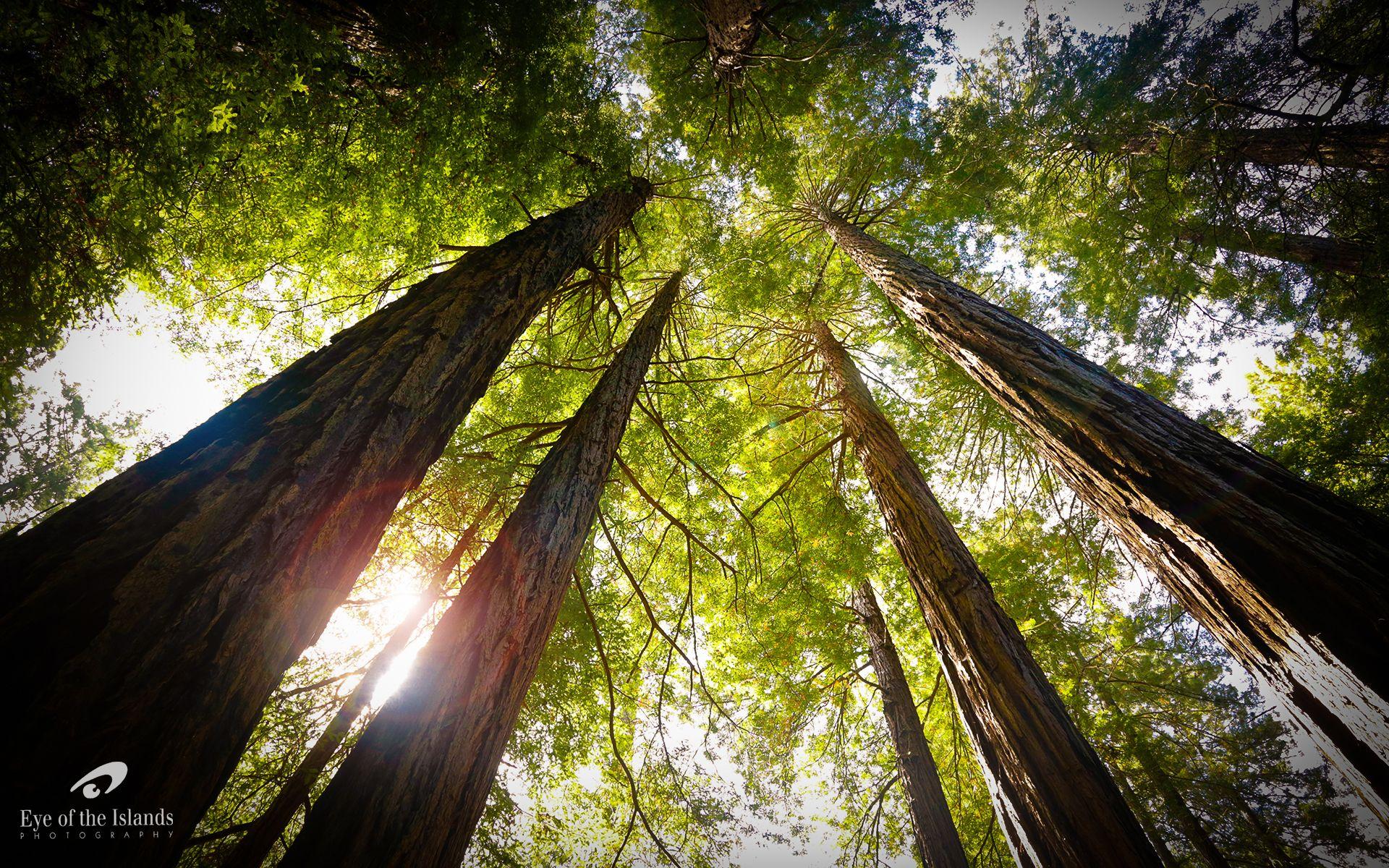 Redwood Desktop Wallpapers - Top Free Redwood Desktop Backgrounds ...