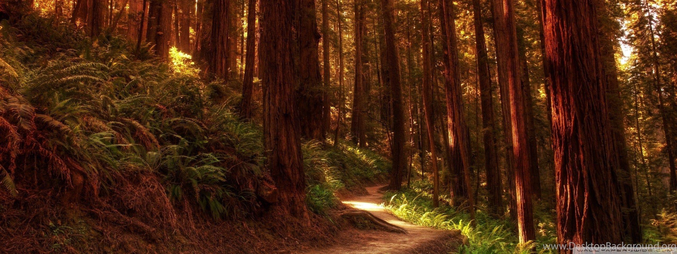 2560x960 Redwood Trees HD Desktop Wallpaper : High Definition : Fullscreen