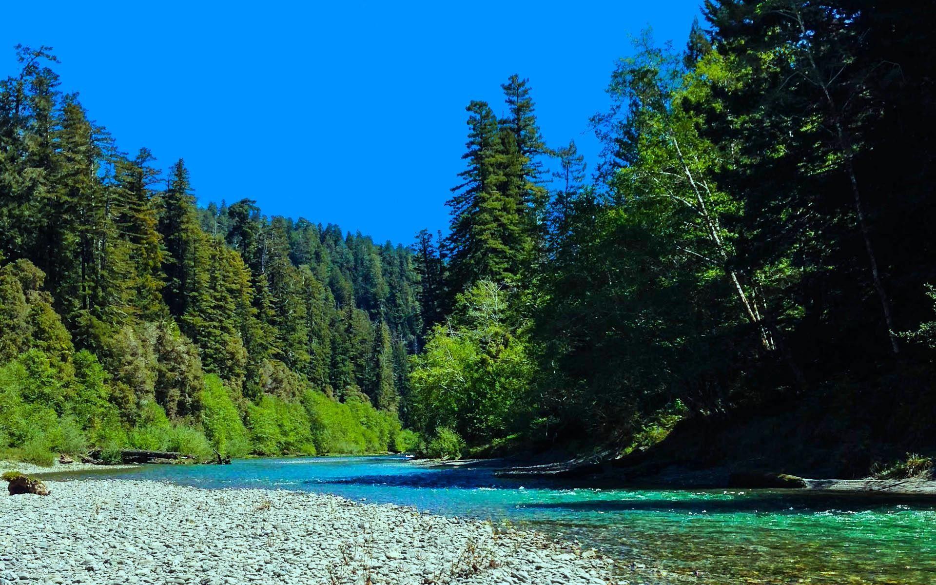 1920x1200 Forests: Redwood Creek Cool Forest Fun Nature Trees Wallpaper