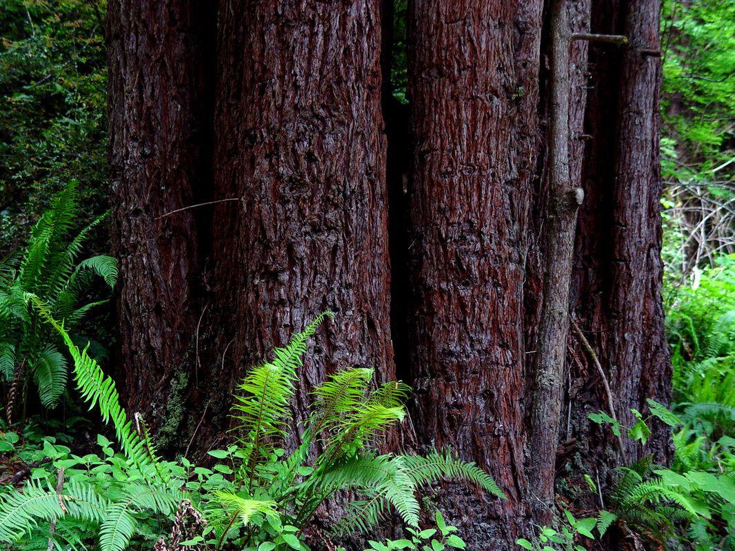 1066x800 Redwoods, Wallpaper, Desktop Background