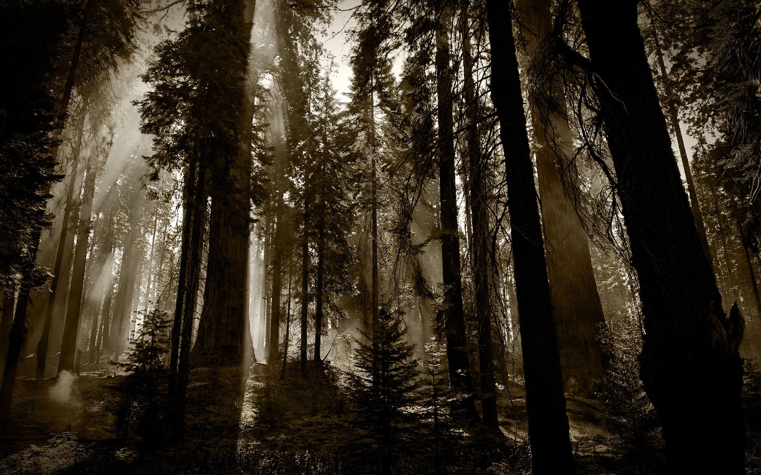 2560x1600 redwood Desktop Wallpaperk HD